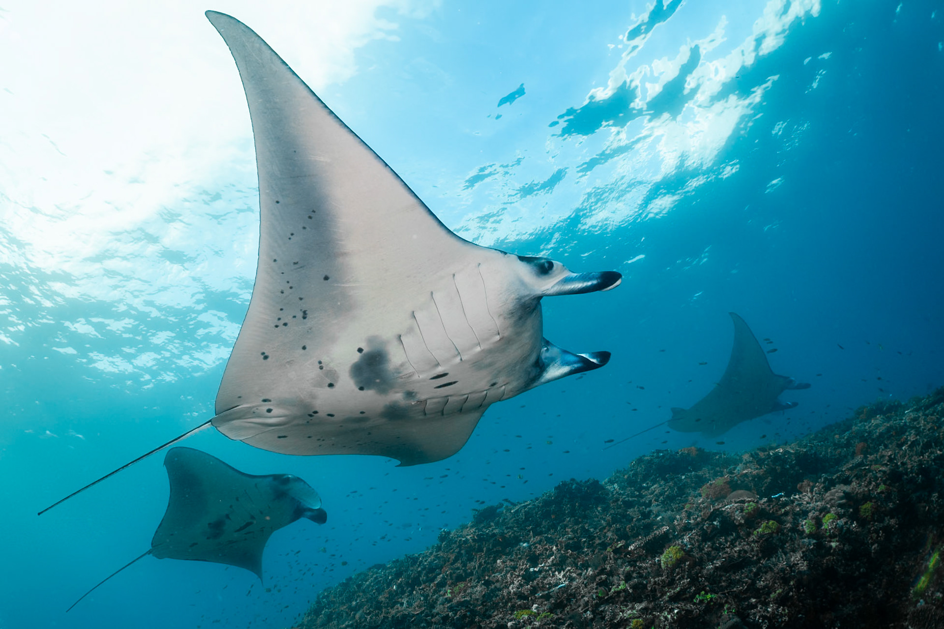 A trio of Manta Rays feeding in the strong currents, Komodo National Park.