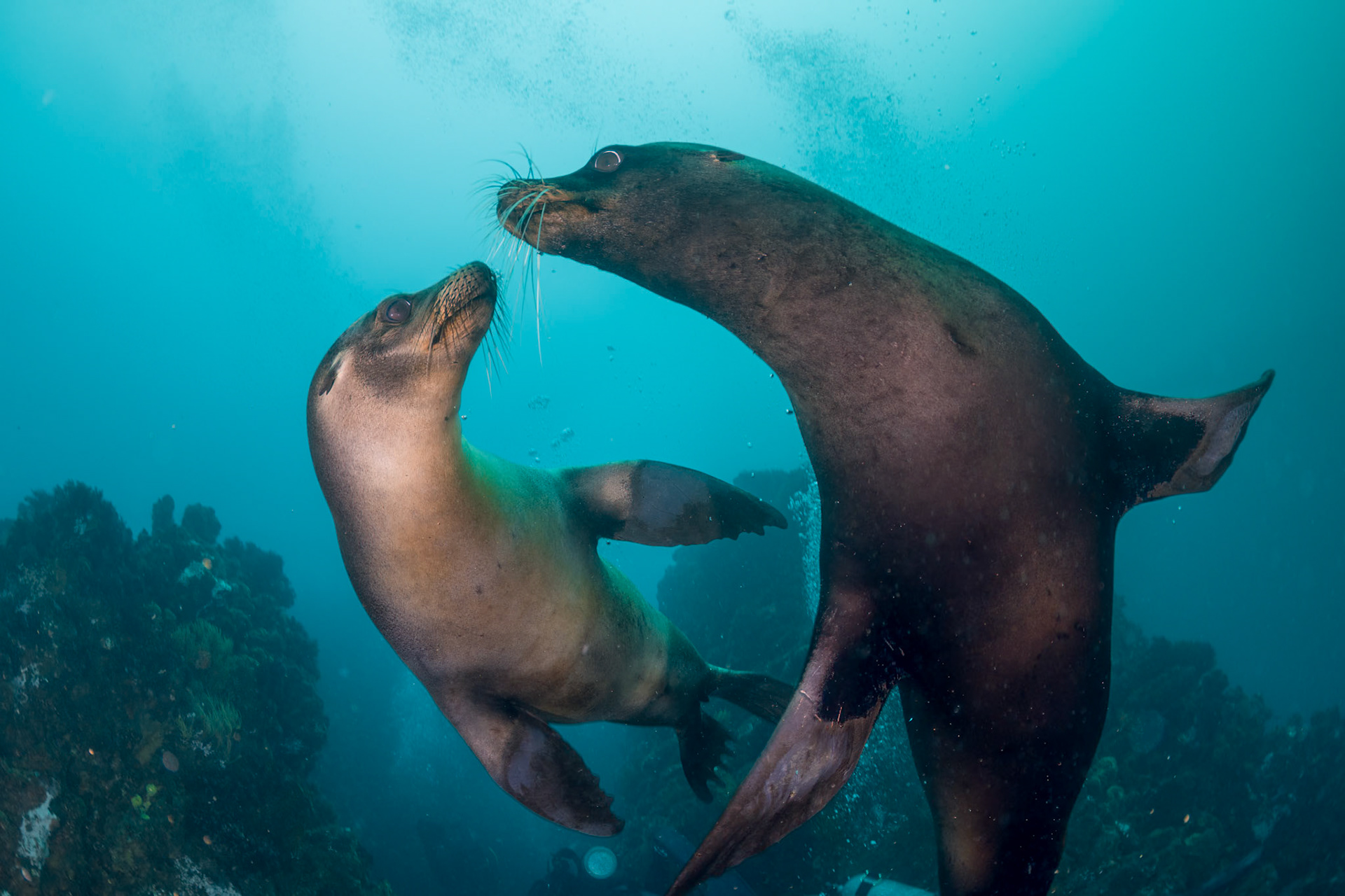 Galapagos Sea Lions