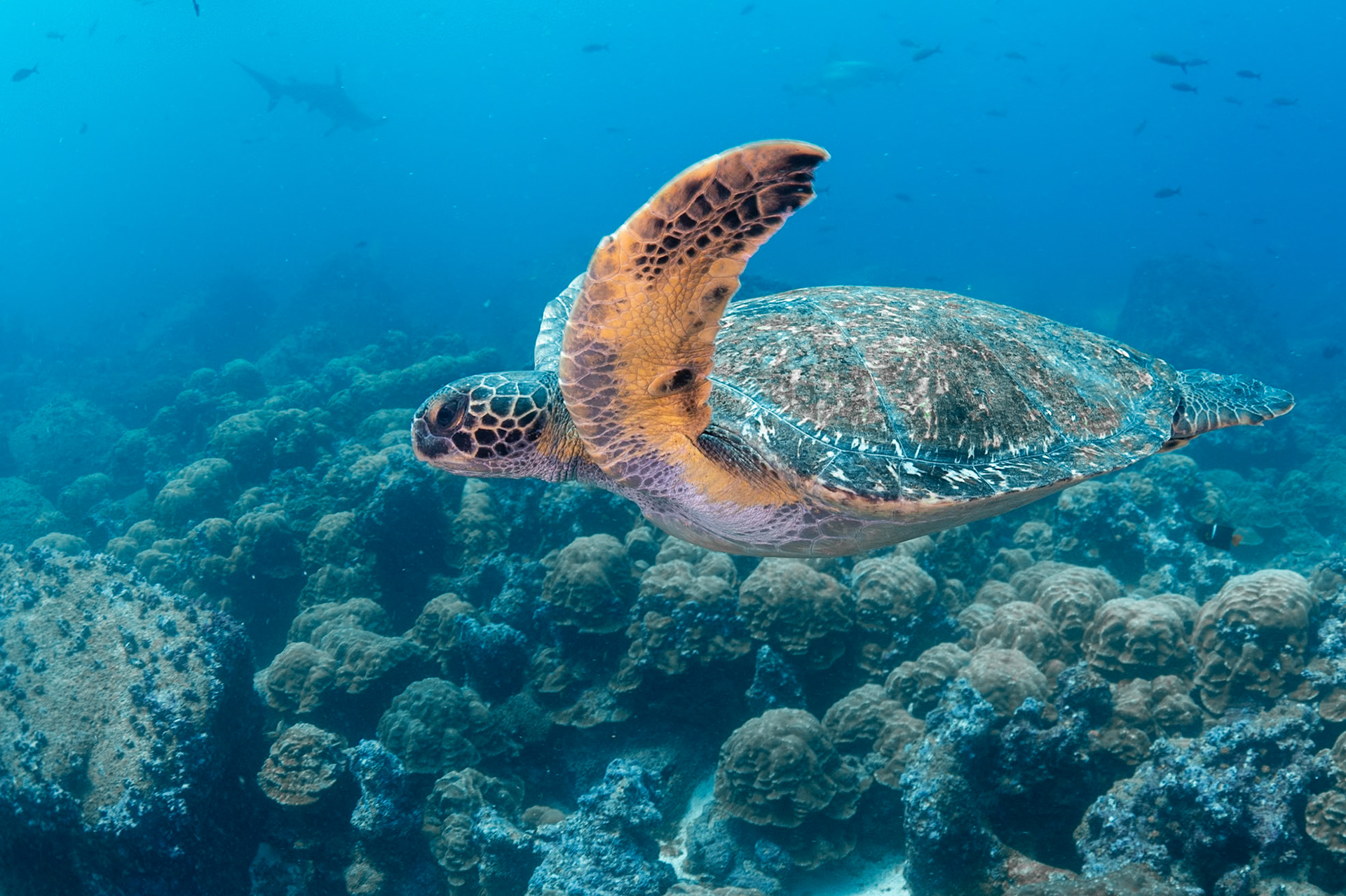 A Galapagos Green Sea Turtle passing by.