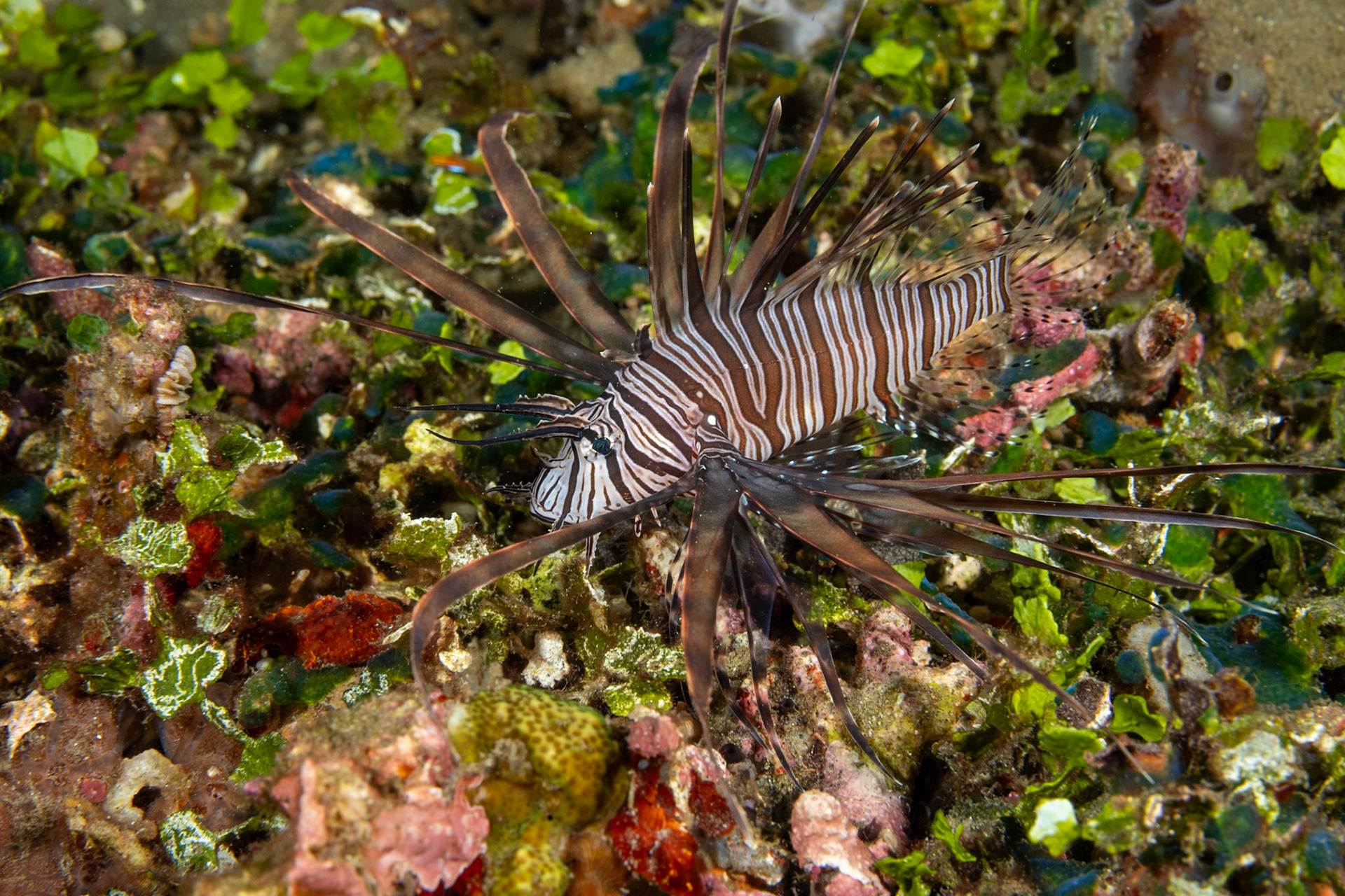 A mesmerizing composition of a Red Lionfish over a reef.