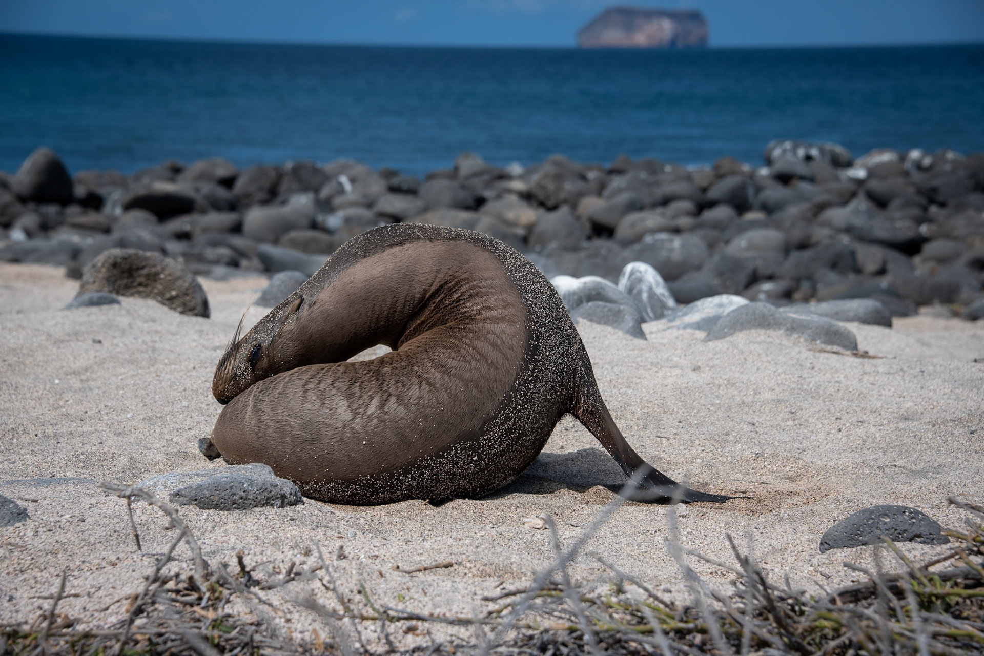 Apparently how a seal lion scratches its forehead.