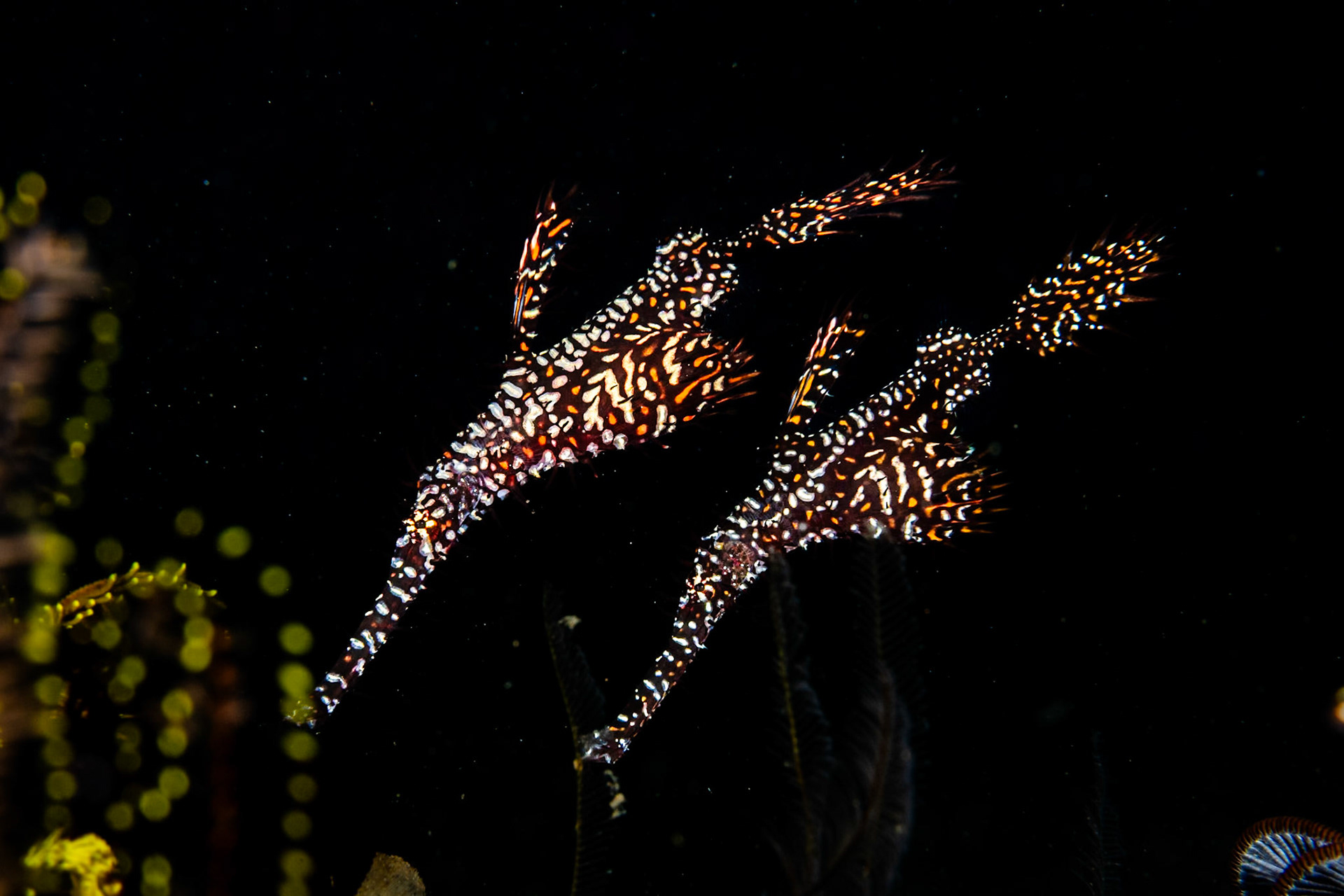 A pair of beautiful Ornate Ghost Pipefish.