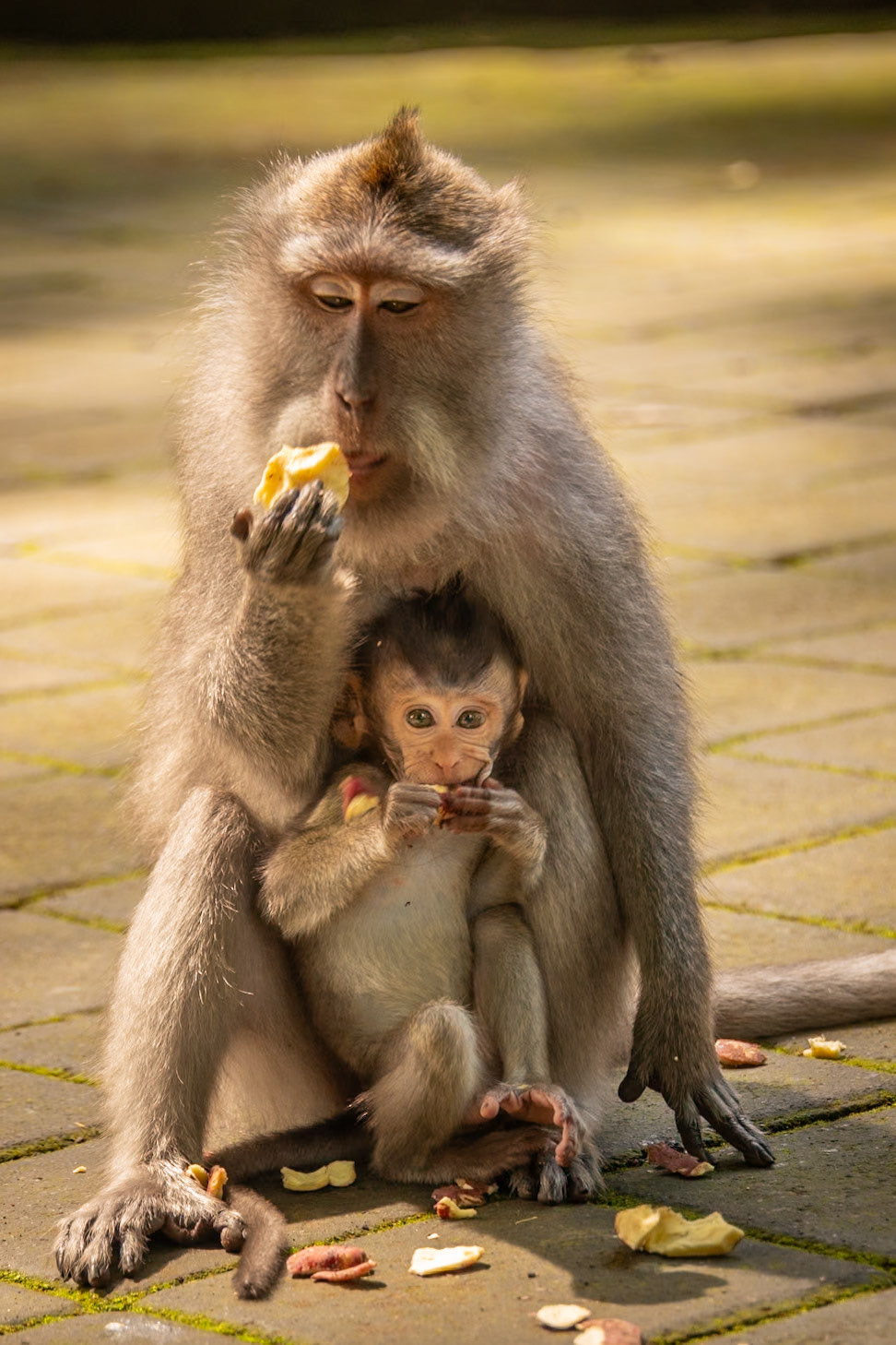 at the Sacred Monkey Forest Sanctuary.