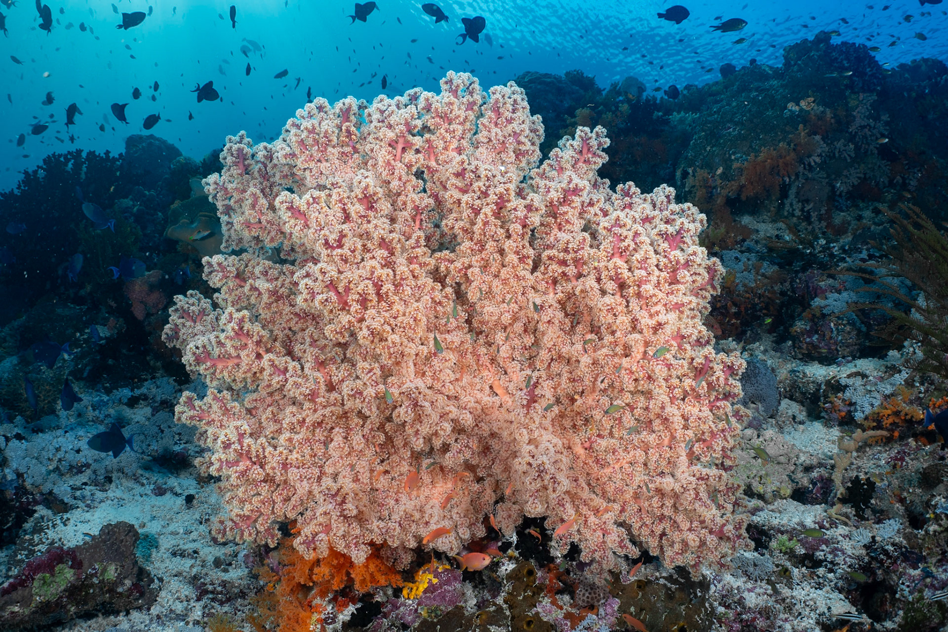 A large soft coral resembling a jade tree in bloom. There are orange and yellow-green damselfishes in the foreground and Red-Toothed Triggerfish in the background.
