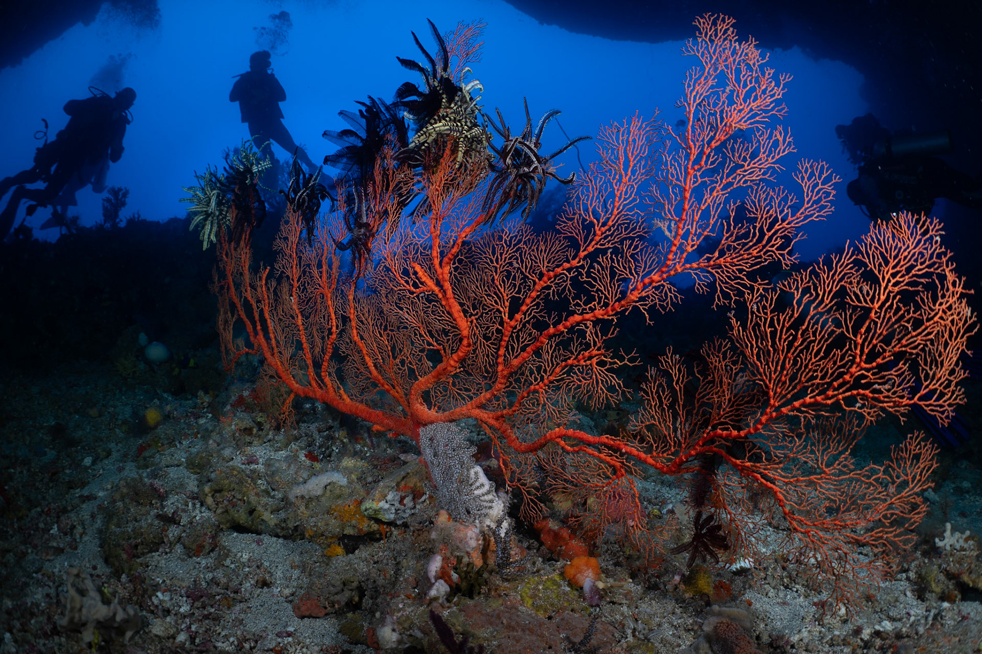 Divers exploring an underwater passage in Ambon.