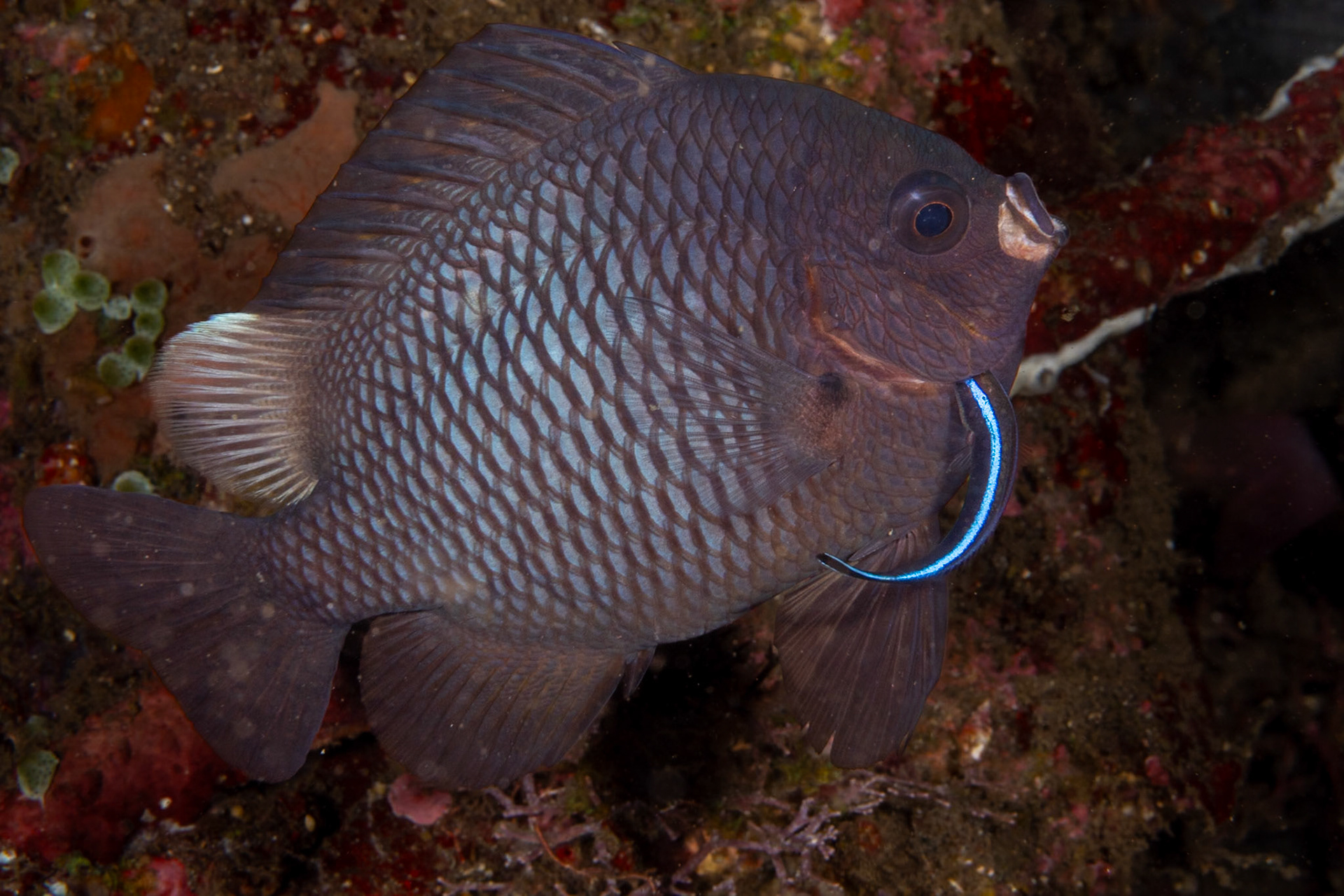 Note the small Wrasse (light blue stripe) tucked into the gill of the larger Damselfish. The Wrasse's locale constitutes a cleaning station where fish come to allow their most sensitive areas to a groomed. The Damselfish's reaction the Wrasse probing her gills has made her mouth extend as if to say, "ooooh'.