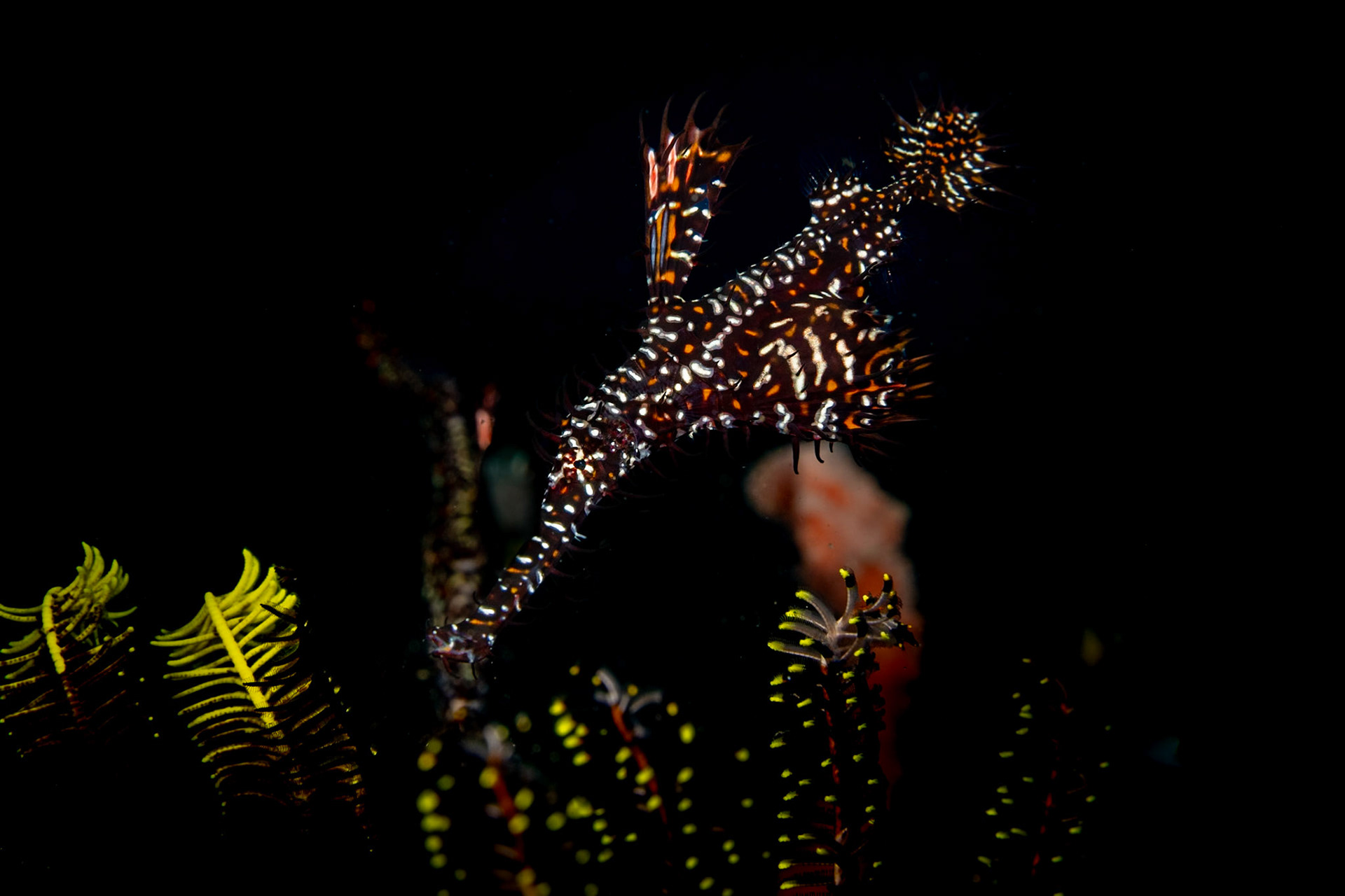 A spectacular Ornate Ghost Pipefish.