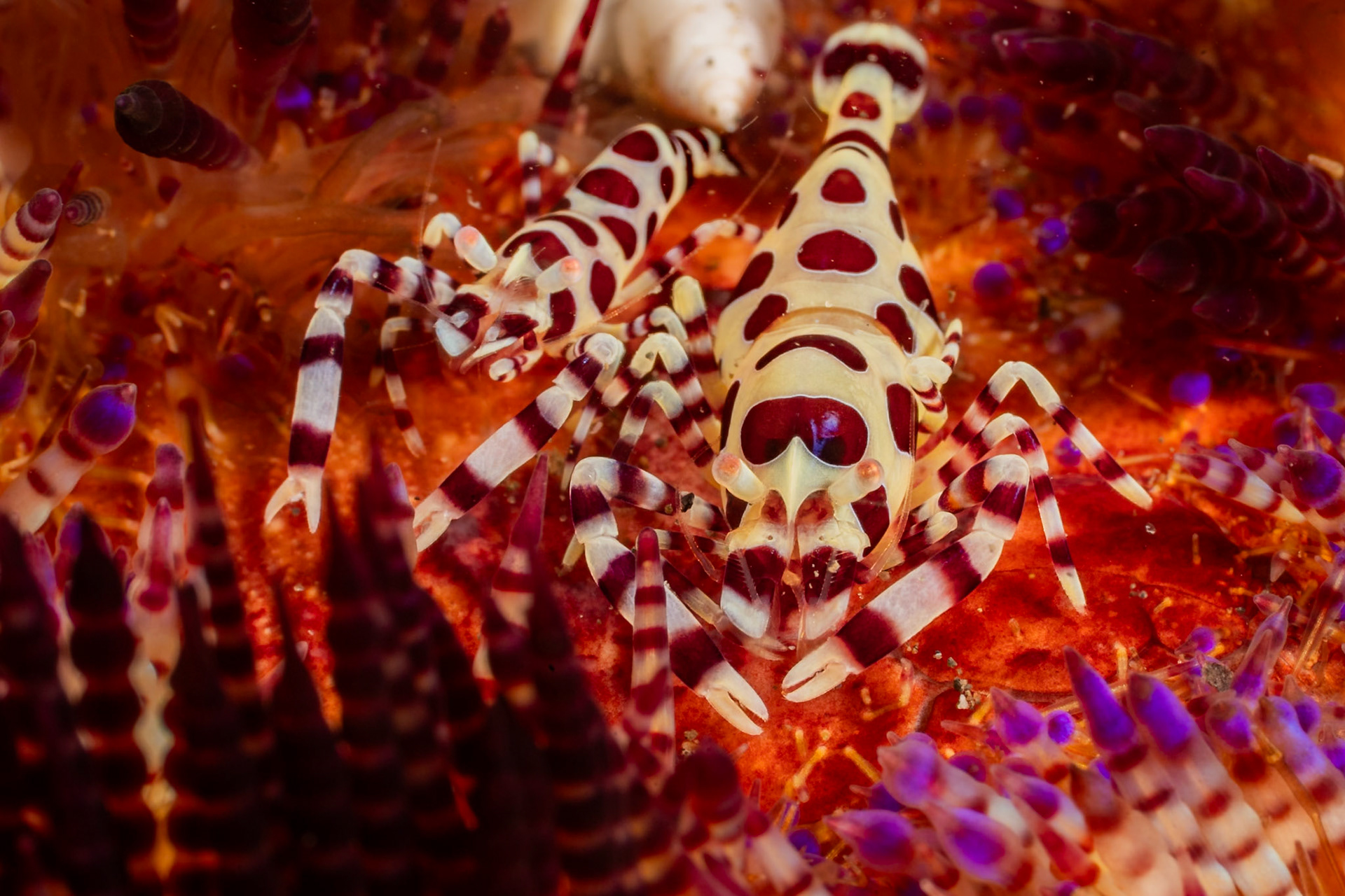 These tiny Coleman. Shrimp live exclusively on Fire Urchin in west Pacific.