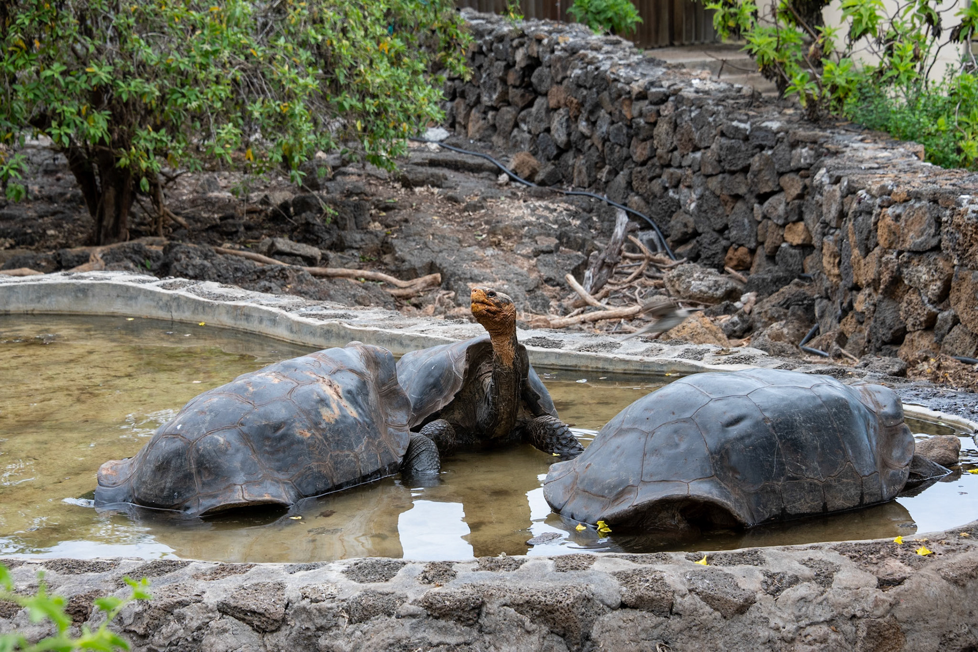 The different islands in the Galapagos developed Tortoises with unique shell shapes. Twelves shapes have been identified and another four of extinct species. For example:  Pinta Island, Intermediate shell; Hood Island, Saddle-backed shell; Isabela Island Dome-shaped shell