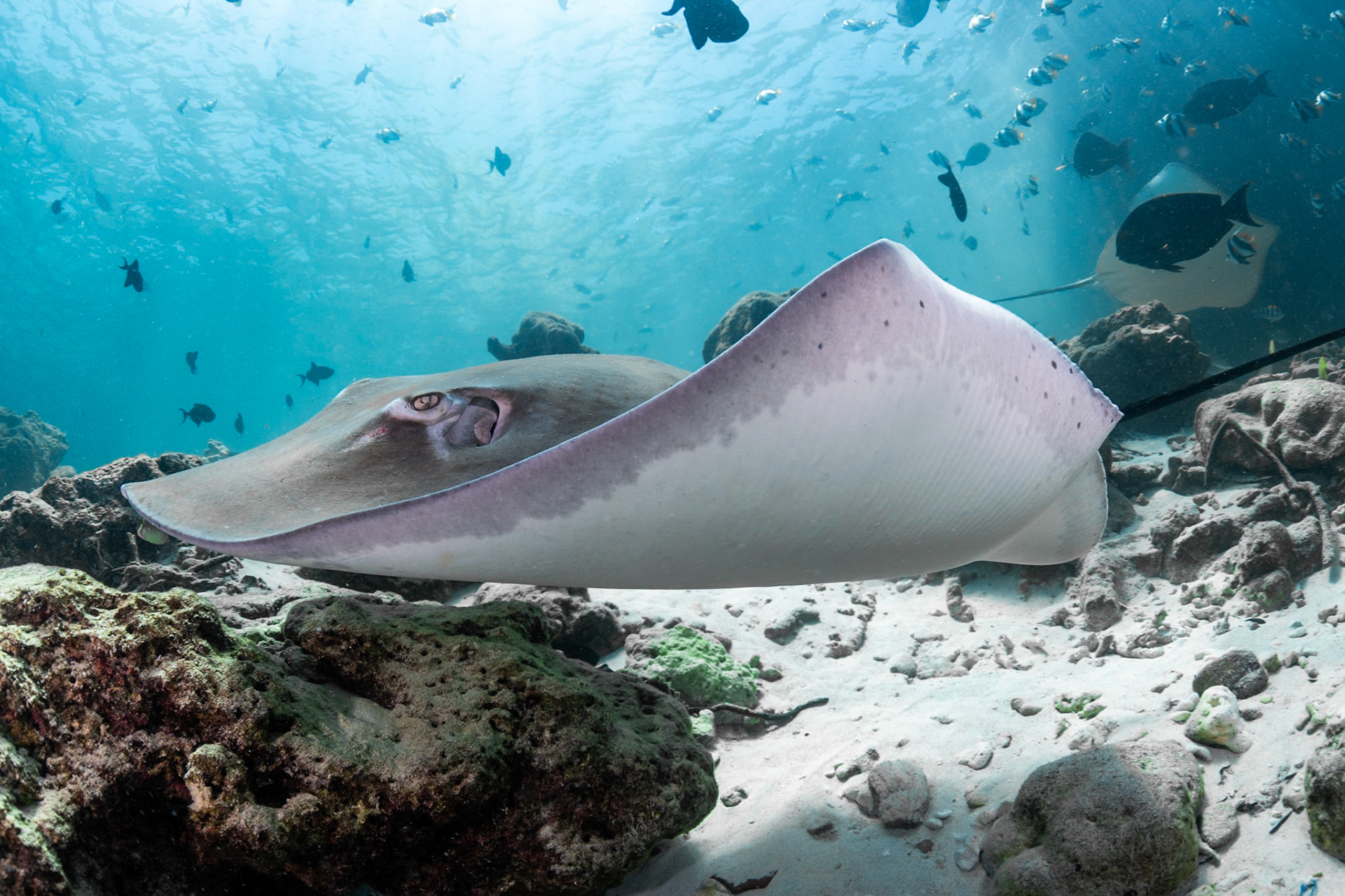 A stingray at the Fish Factory, Maldives. April, 2021