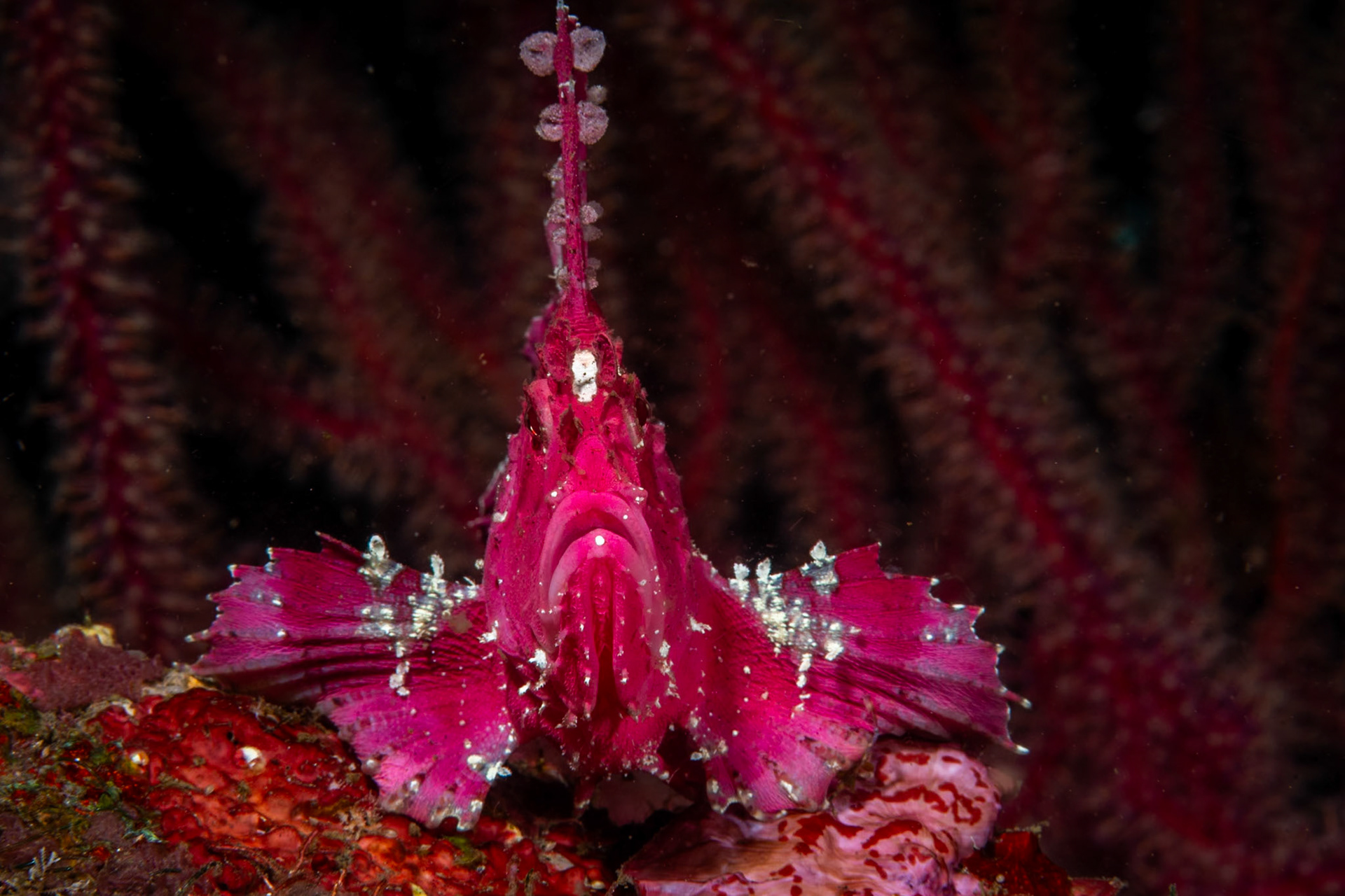 The same Leaf Scorpionfish with shot straight-on to show her thin profile.