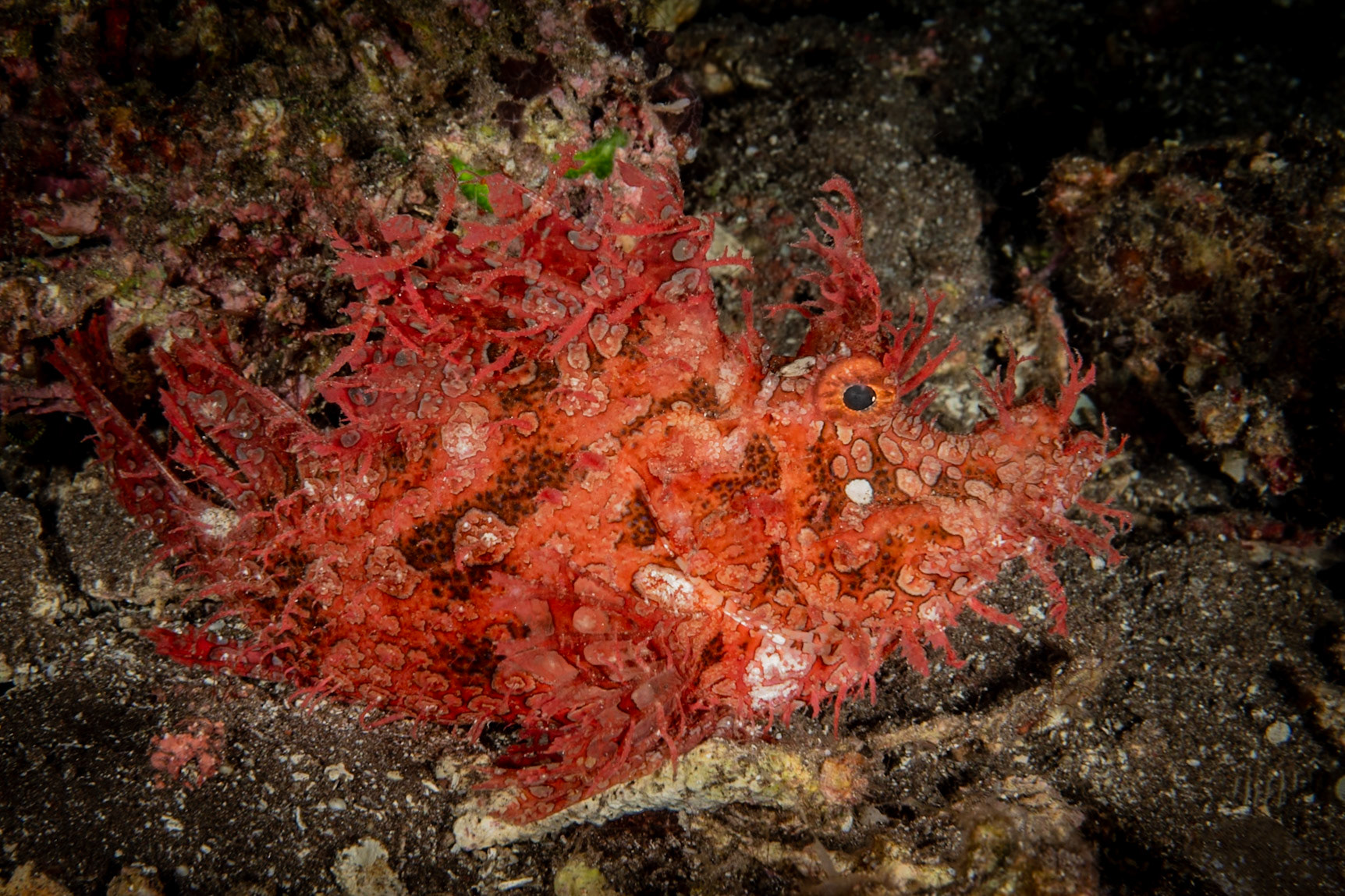 Here an unusal one--a Weedy Scorpionfish.