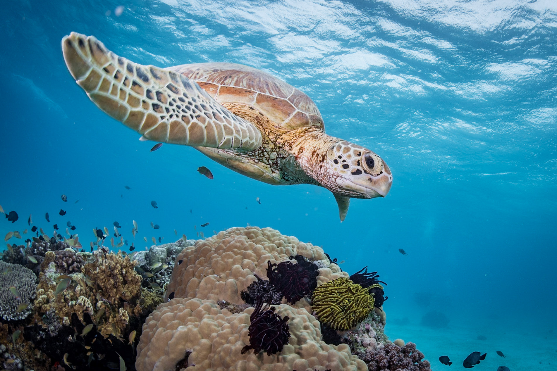 a turtly swim-by in Visayas, Philippines. December 2019.