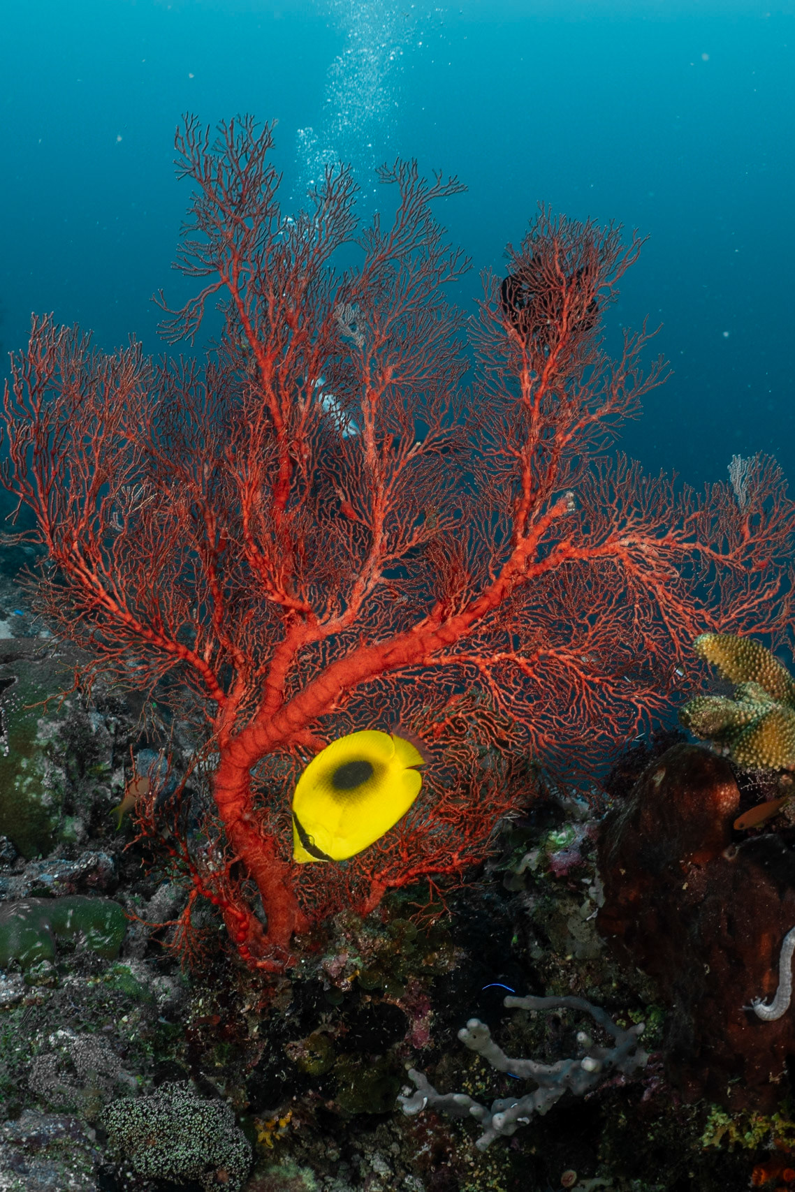 A Oval Spotted Butterflyfish fronting a contrasting red sea fan.