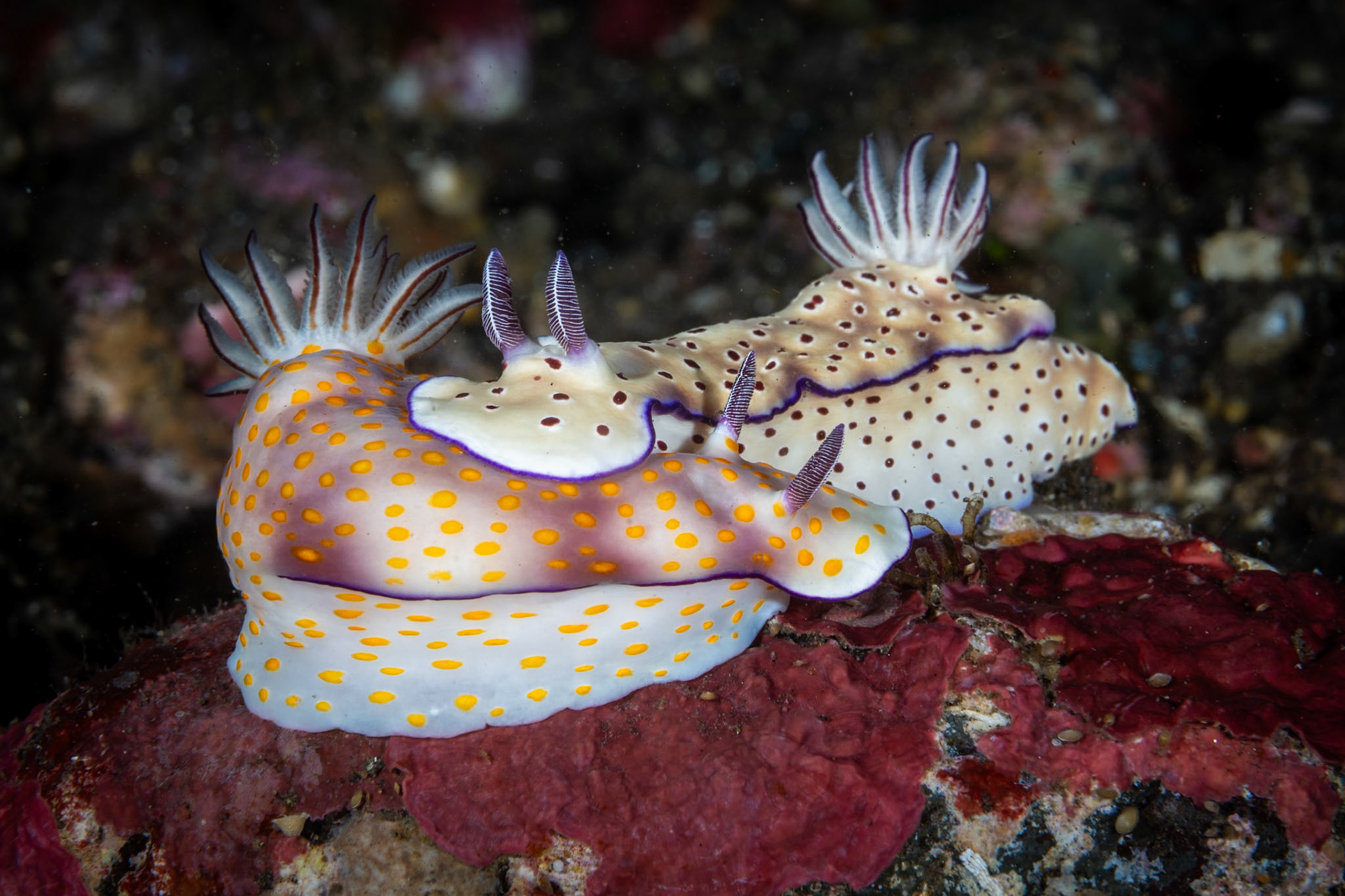 A pair of Hypselodoris nudibranchs, named Pulchell's(yellow spots) and Tyron's(black spots).