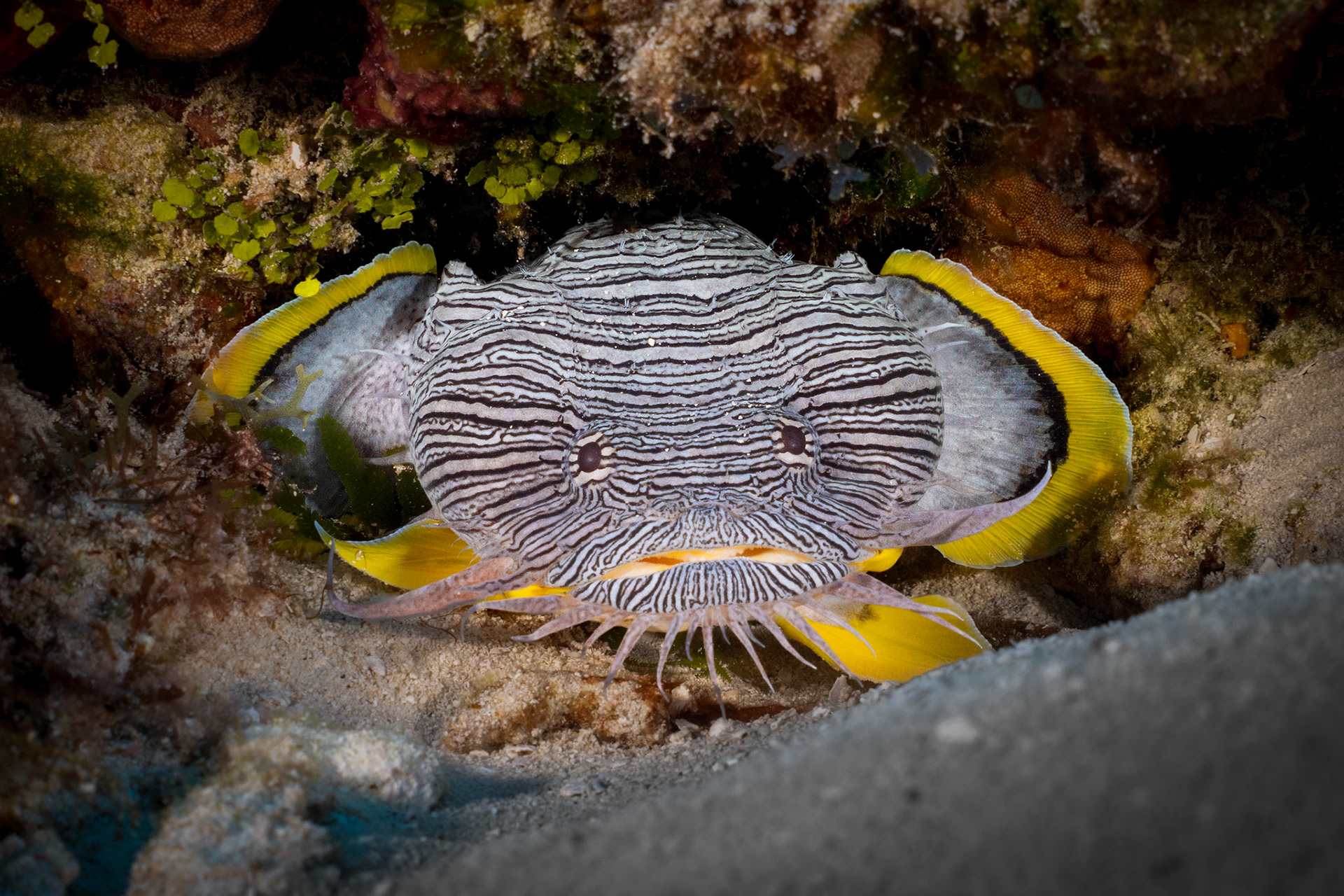 This is a Splended Toadfish which found only in water around Cozumel! The Toadfish are hard to spot, but our guides know under what overhang to look.