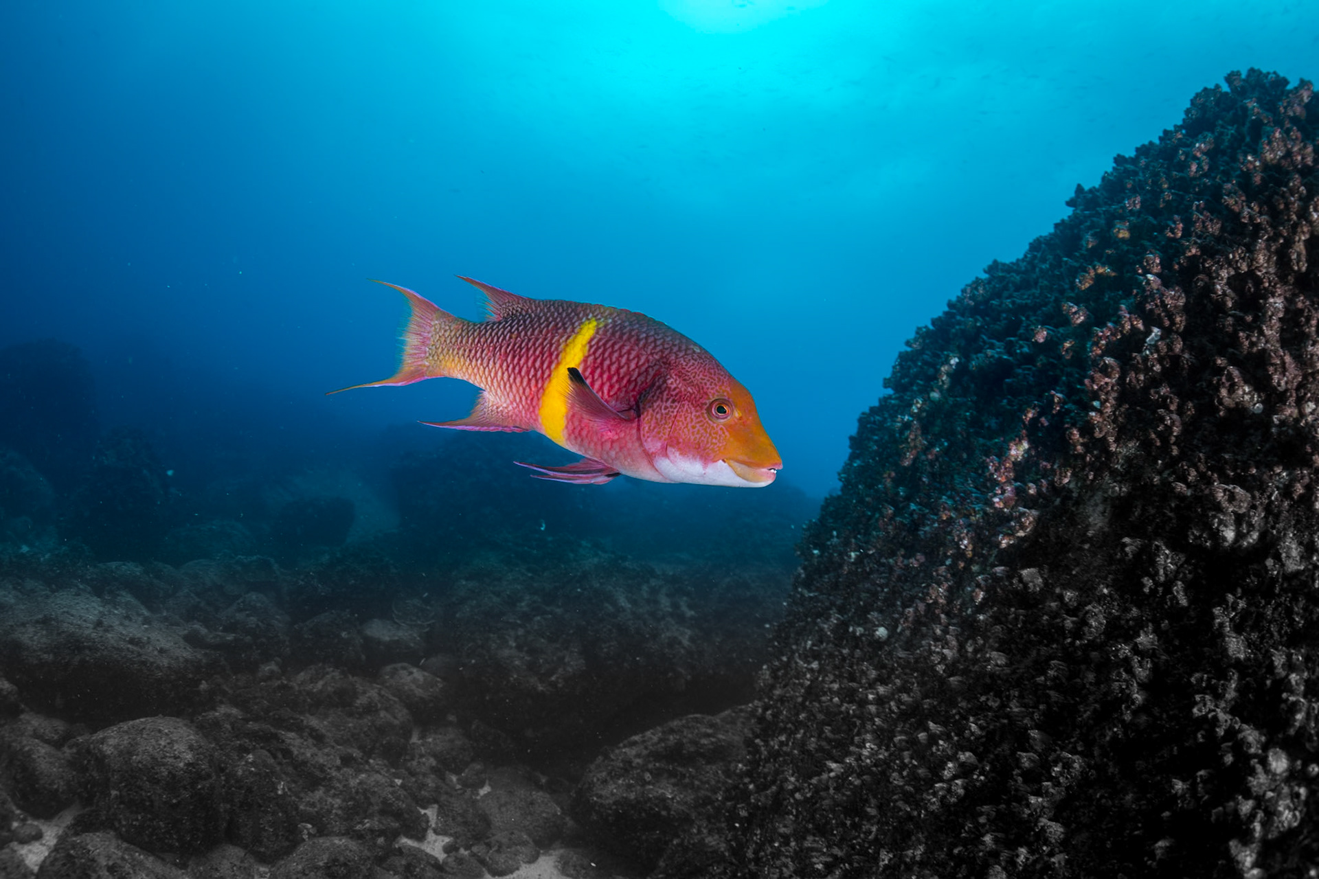 A young supermale Streamer Hogfish--bump on head just starting to show.