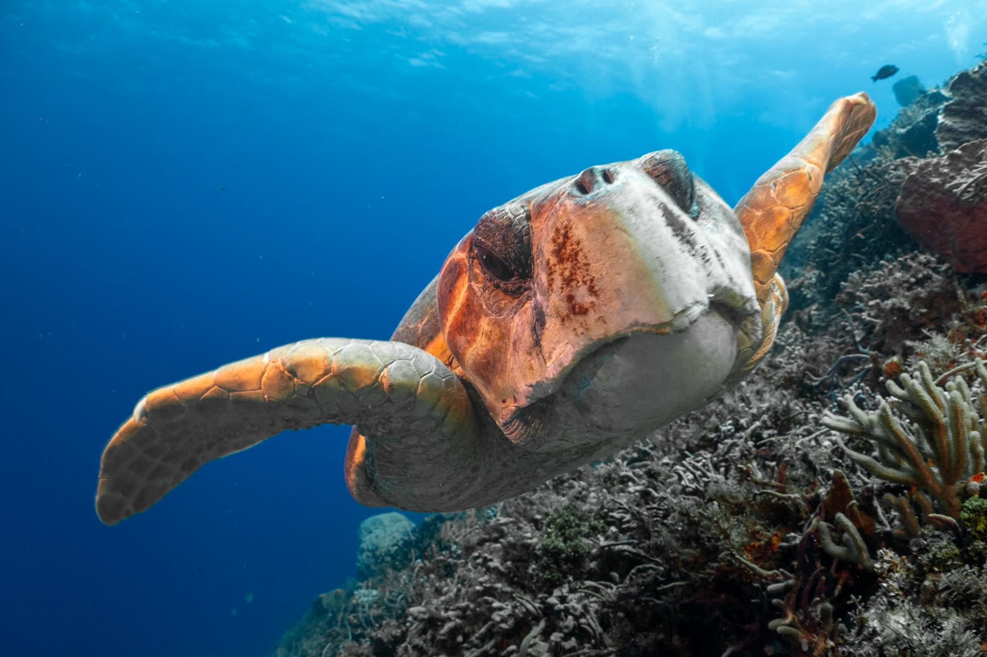 This large male Loggerhead Turtle played chicken with me and I lost.
