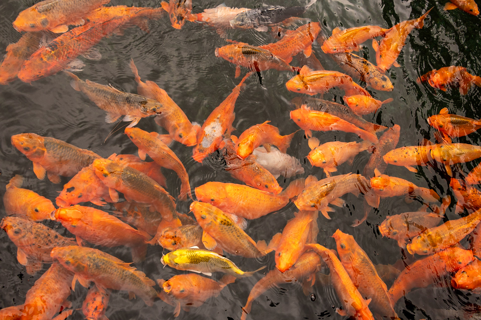 At the Tirta Empul temple, a Hindu Balinese water temple