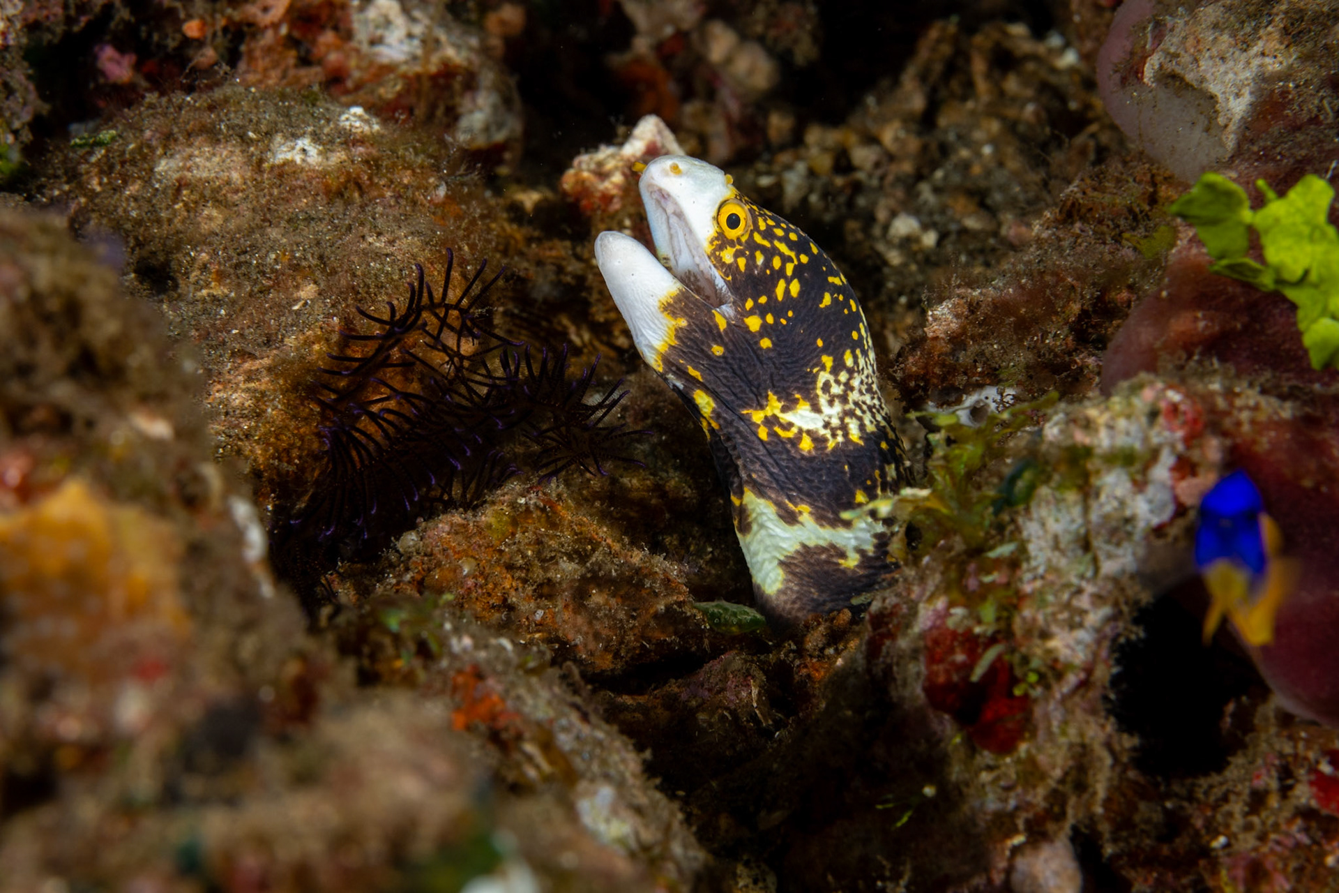 A Snowflake Eel peeking out from the security of the reef.