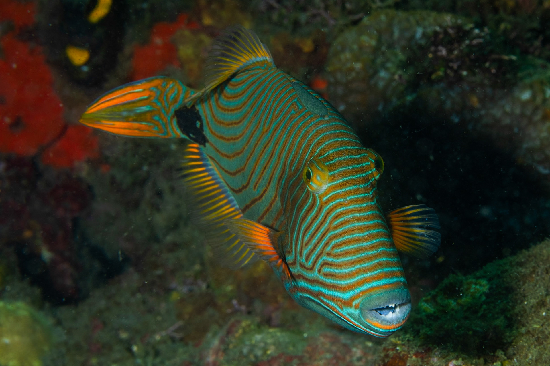 a Fingerprint Toby hamming it up for teh camera. The cloors and patterns underwater always amaze.
