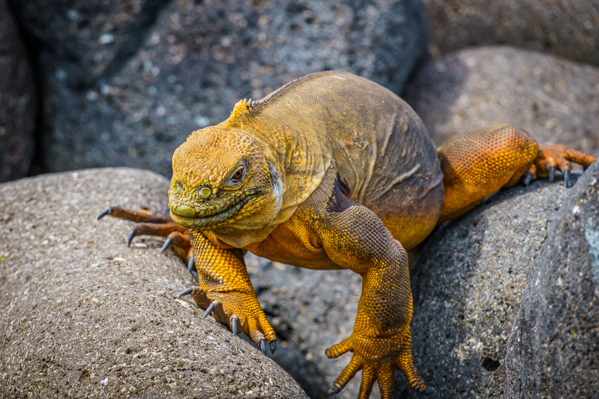 Land Iguana