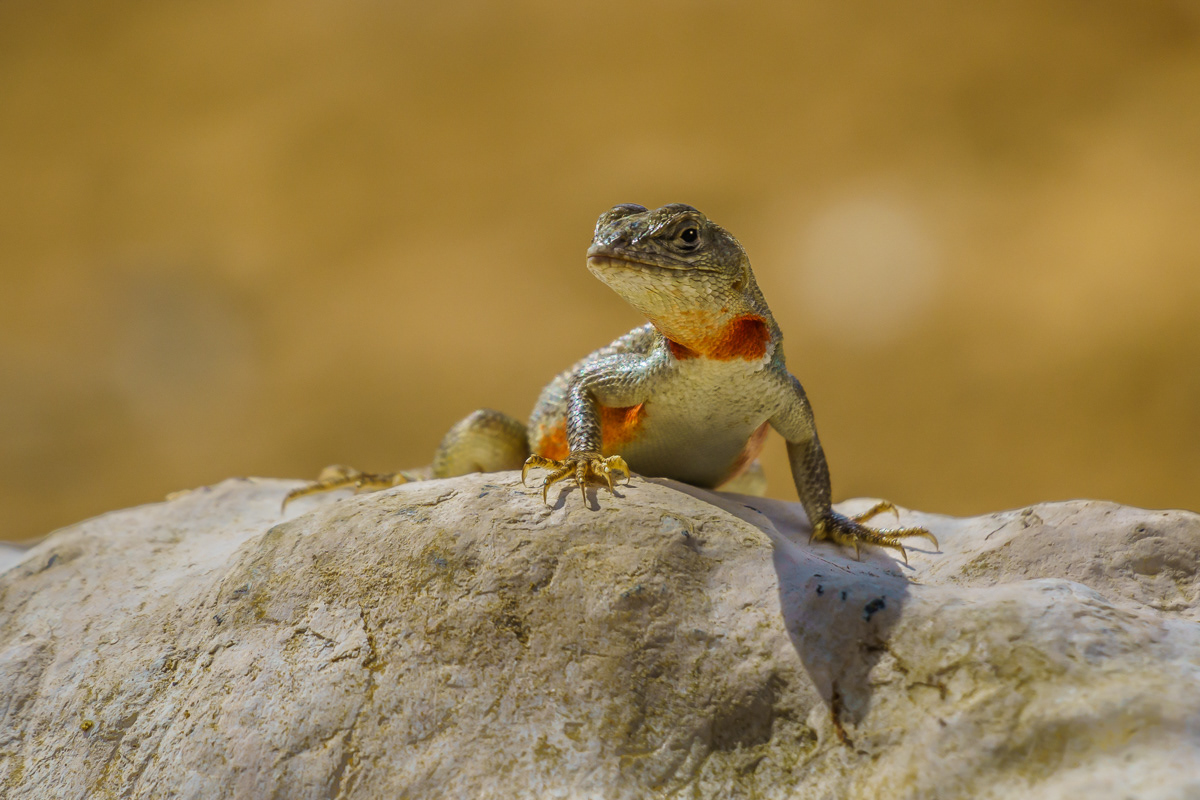 Fearless Lizard