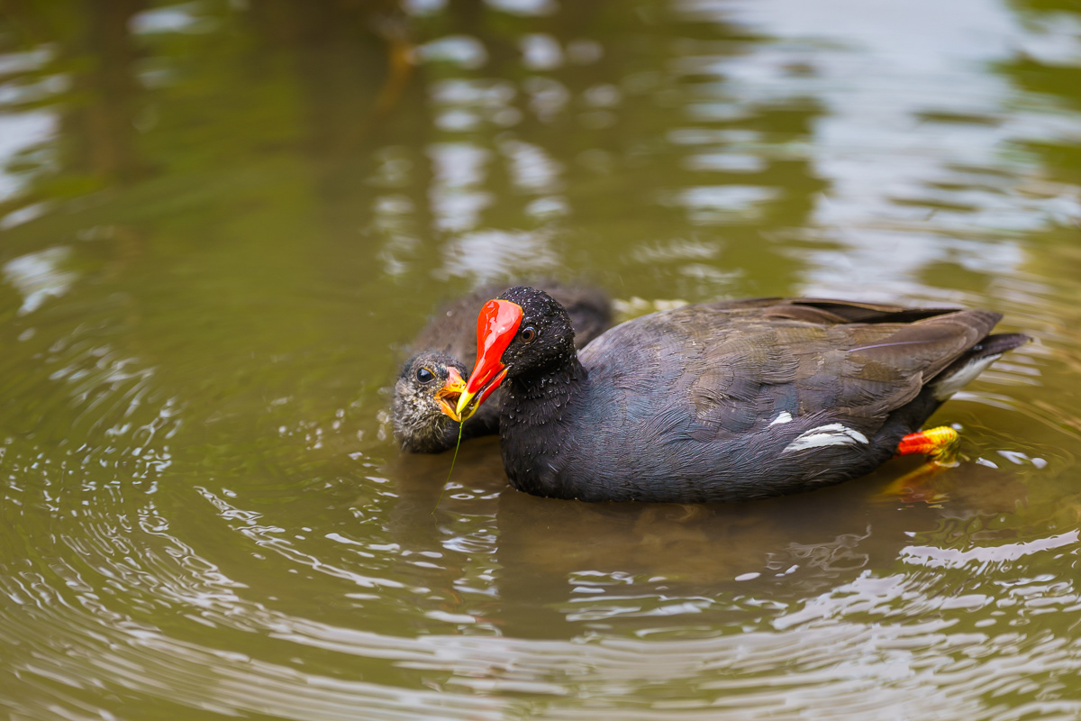 Moorhen
