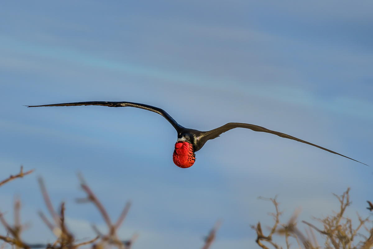 Frigatebird