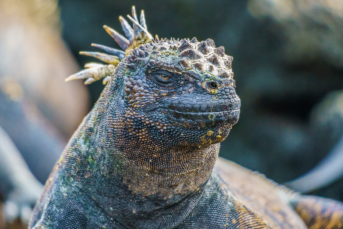 Marine Iguana