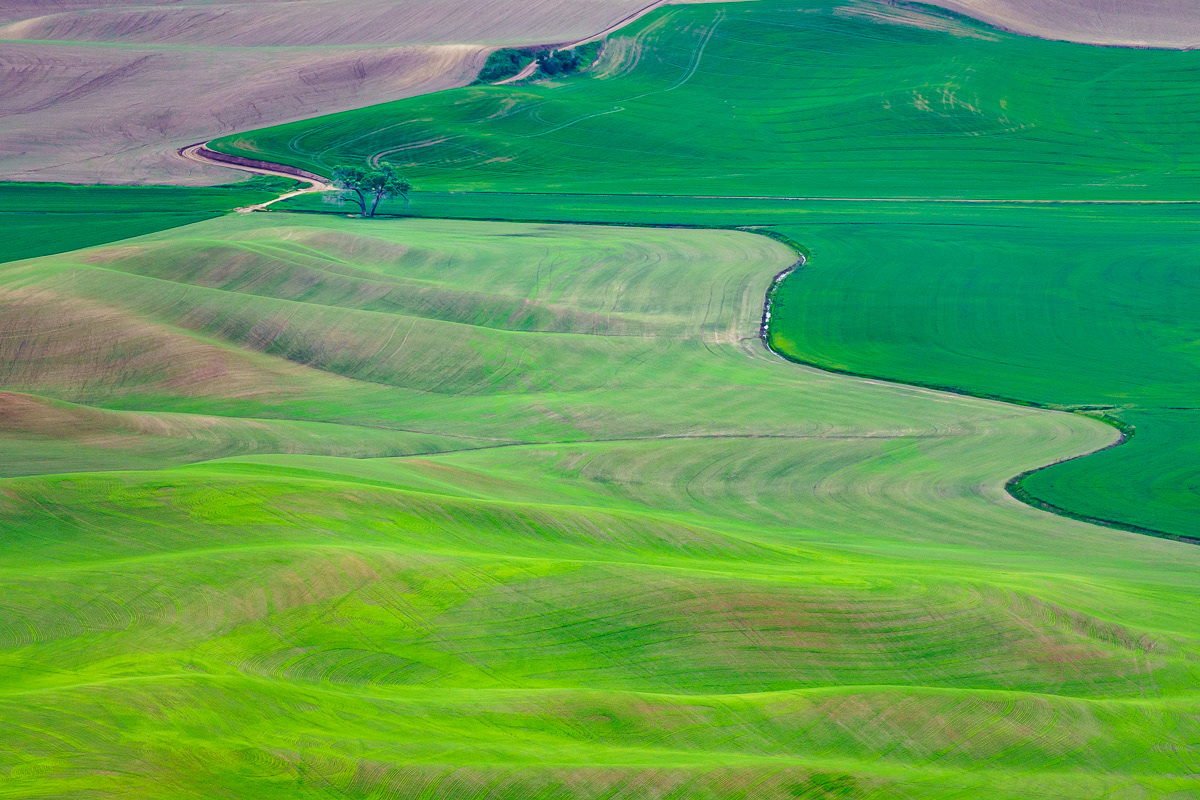 Lonely Tree, Palouse, WA