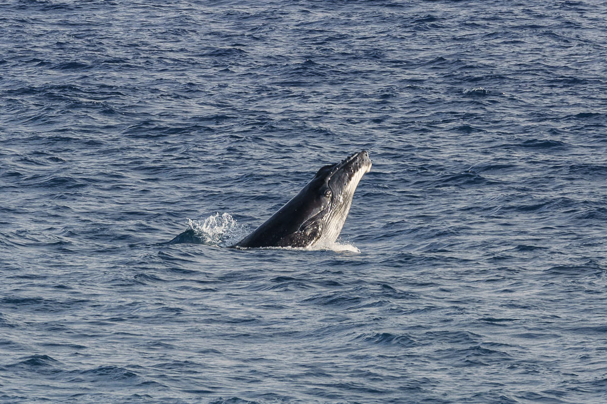 Humpback Whale Sighting