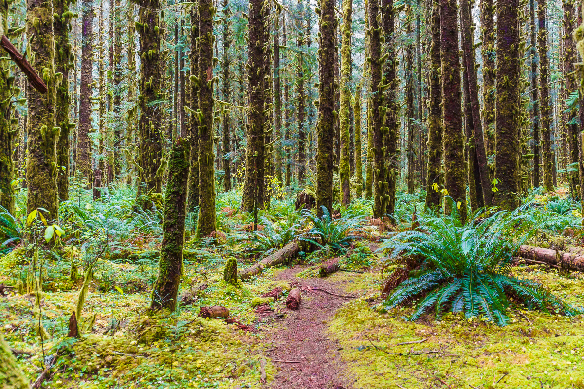 Hoh Forest, WA