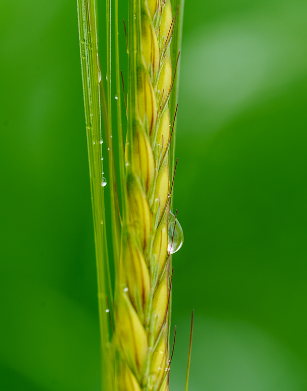Fresh Raindrops, Palouse, WA