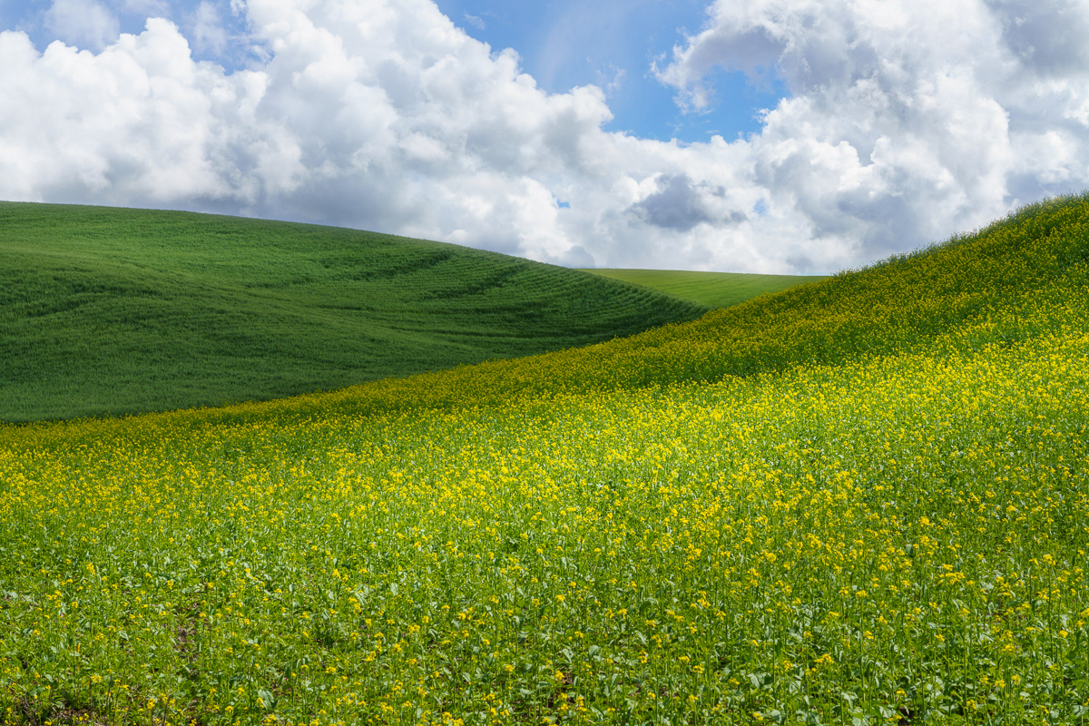 Canola Gold, Palouse, WA