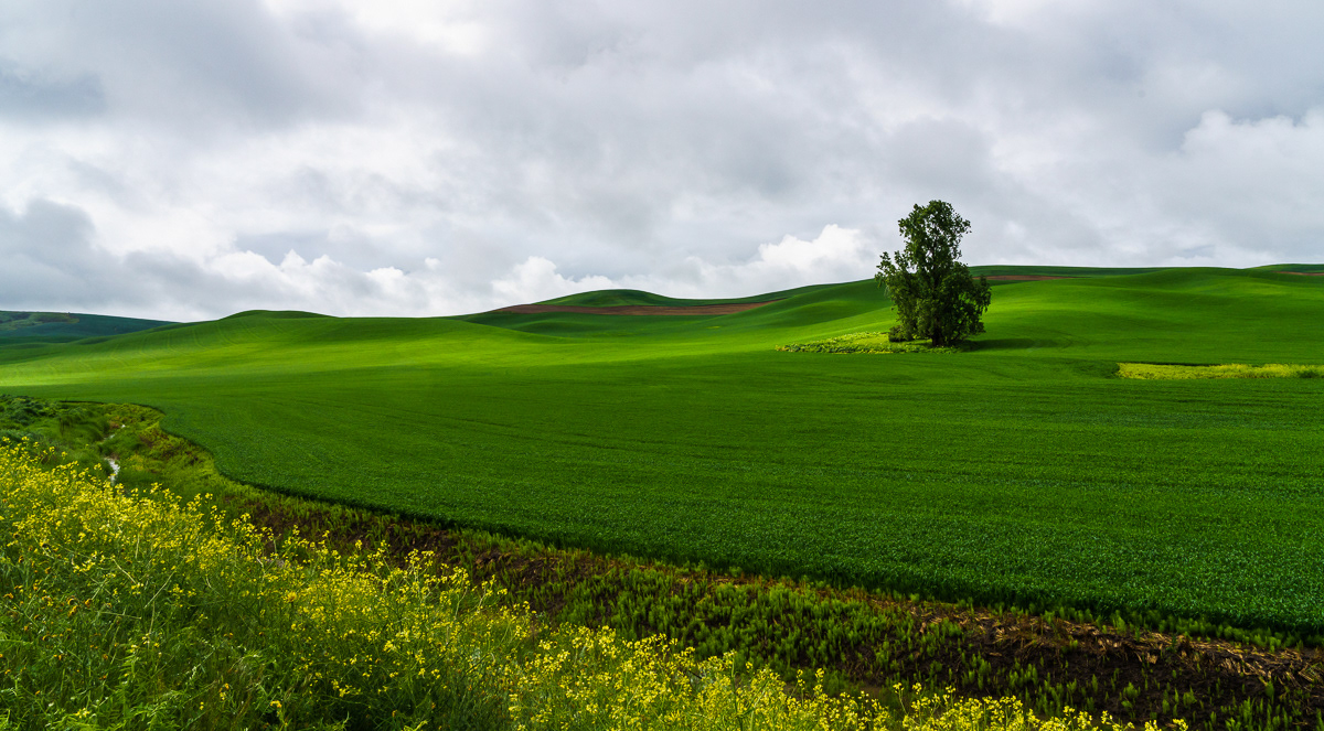 The Lonely Tree, Palouse, WA