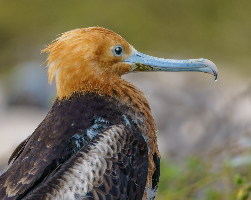 Baby Blue-Footed Booby, Award Winner