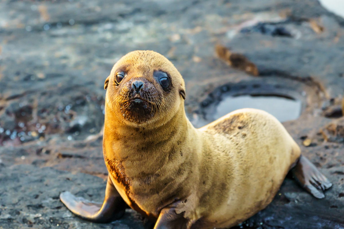 I am so cute, Sea Lion Pup