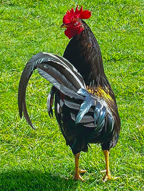 Rooster - The Island Bird