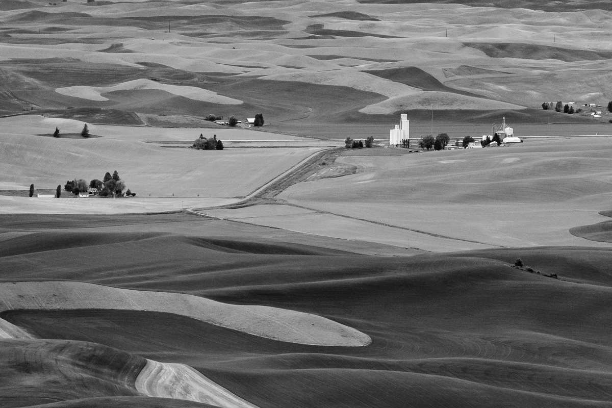 Wheat Farms in BW, Palouse, WA