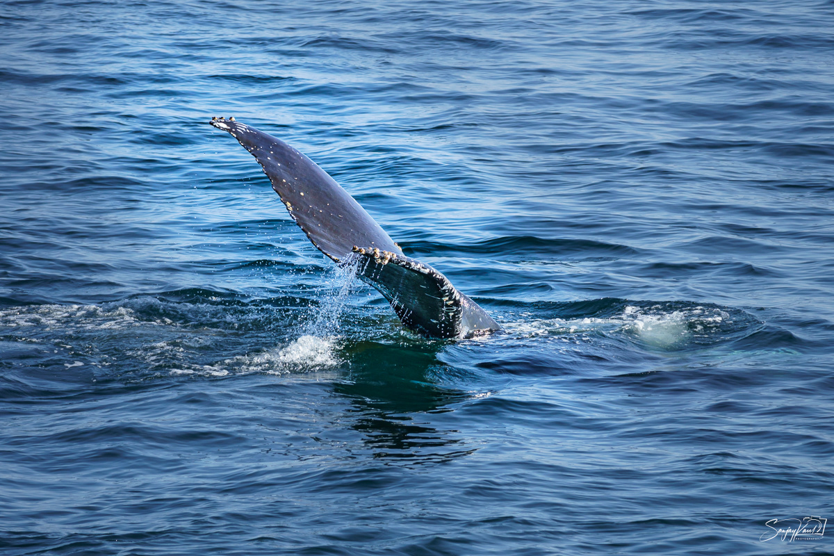 Whales of Salish Sea