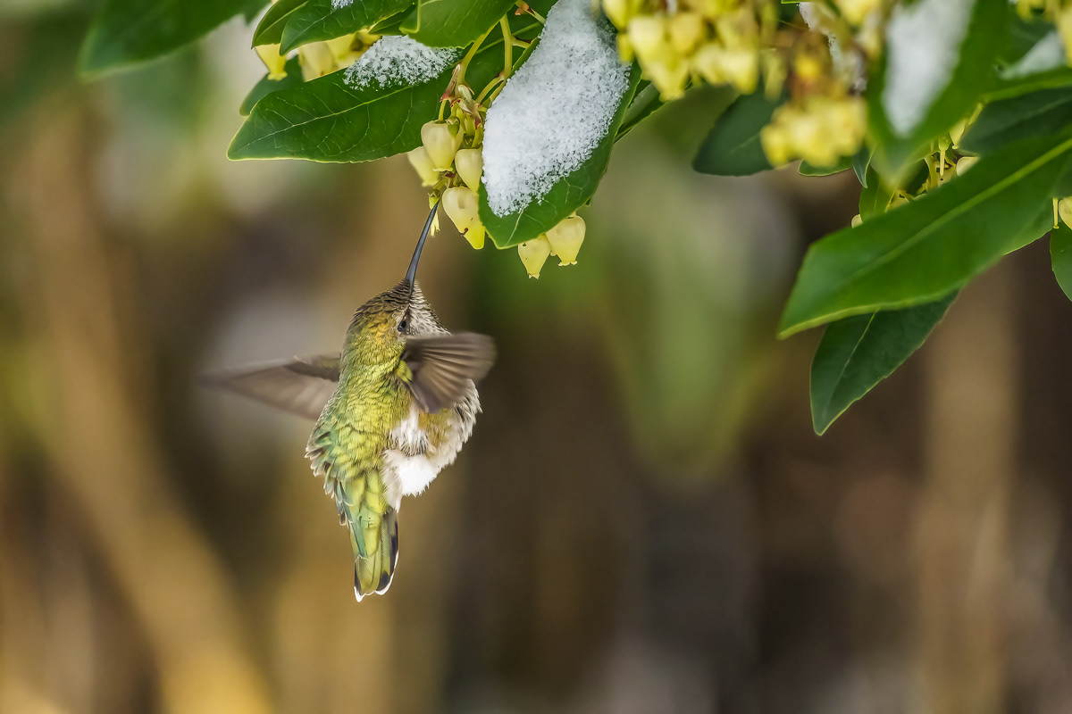 Winter Hummingbird