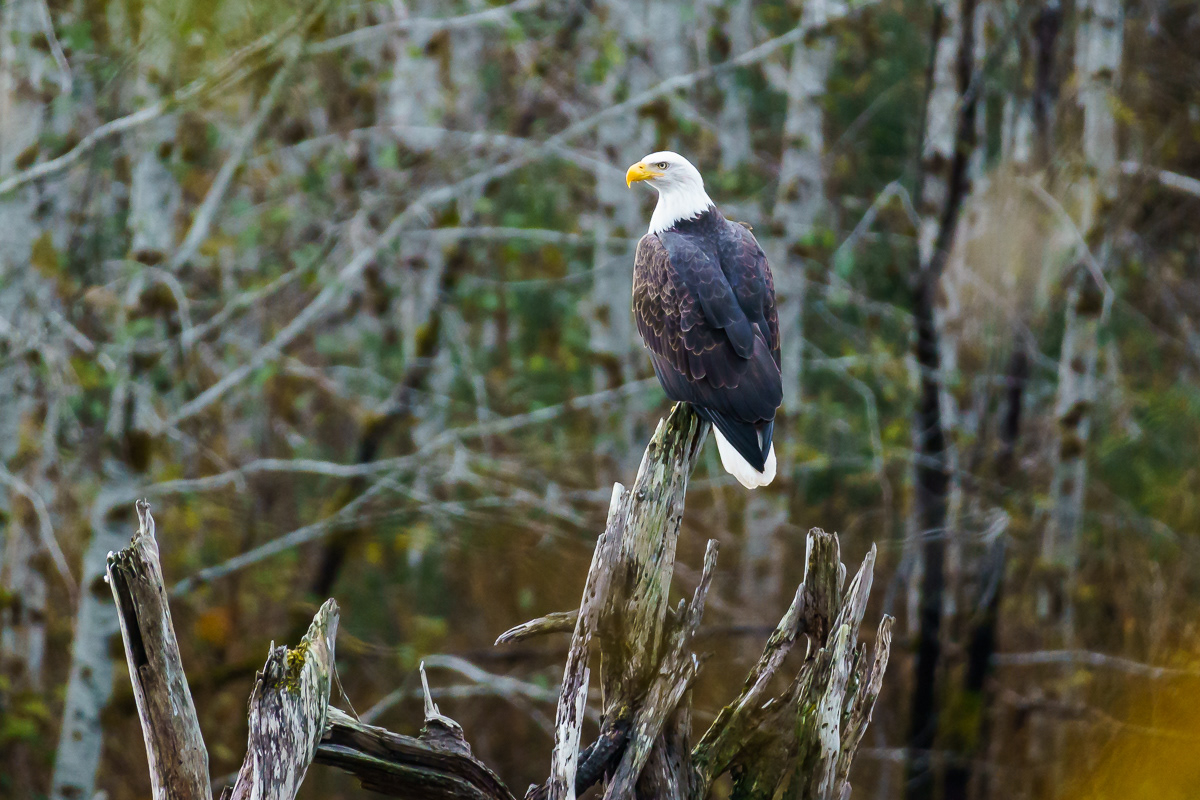 Bald Eagle sighting at Olympic NP, WA
