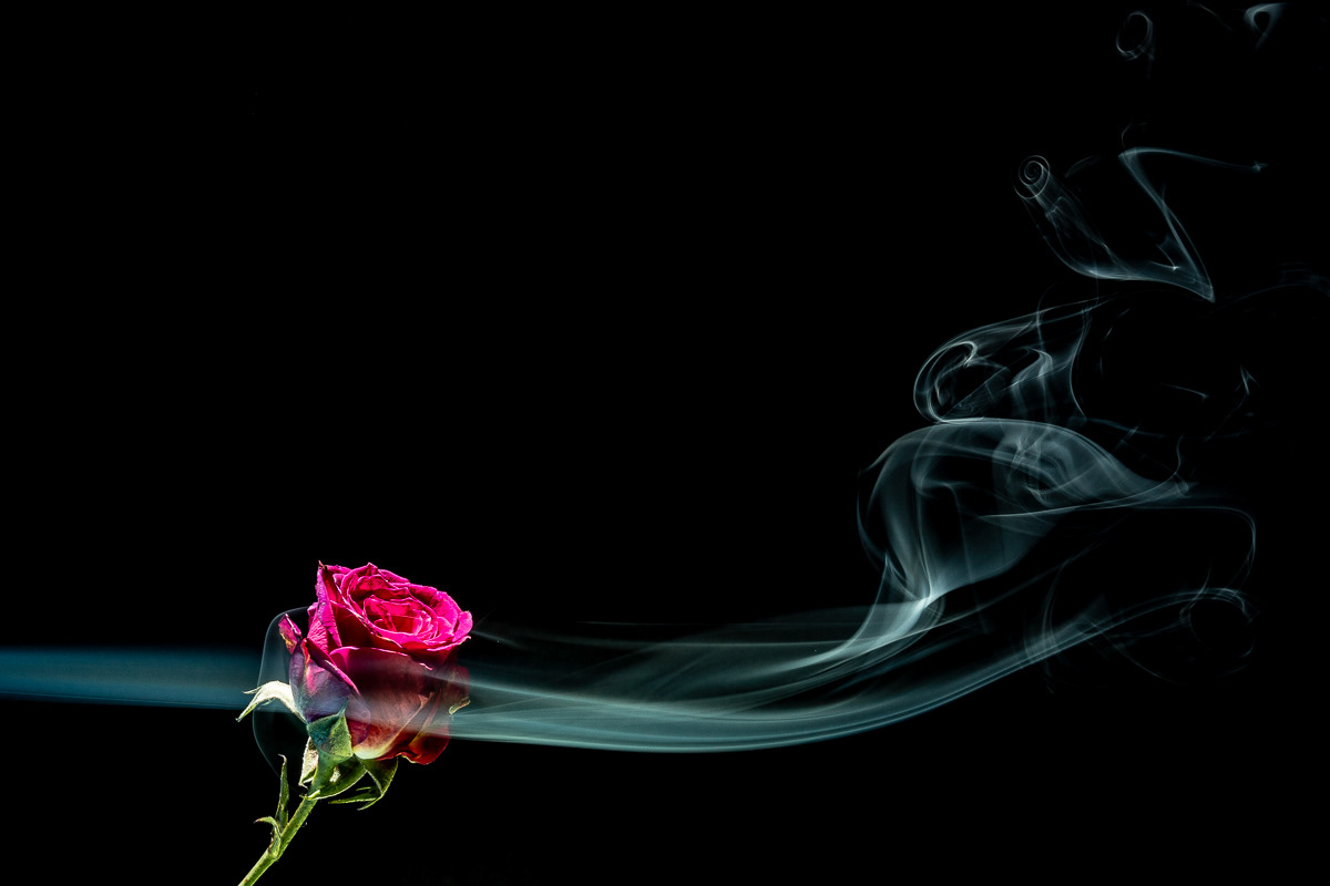 The Rose I