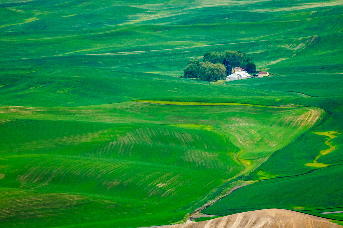 Wheat Farms in Palouse, WA