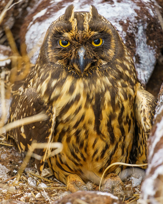 Owl