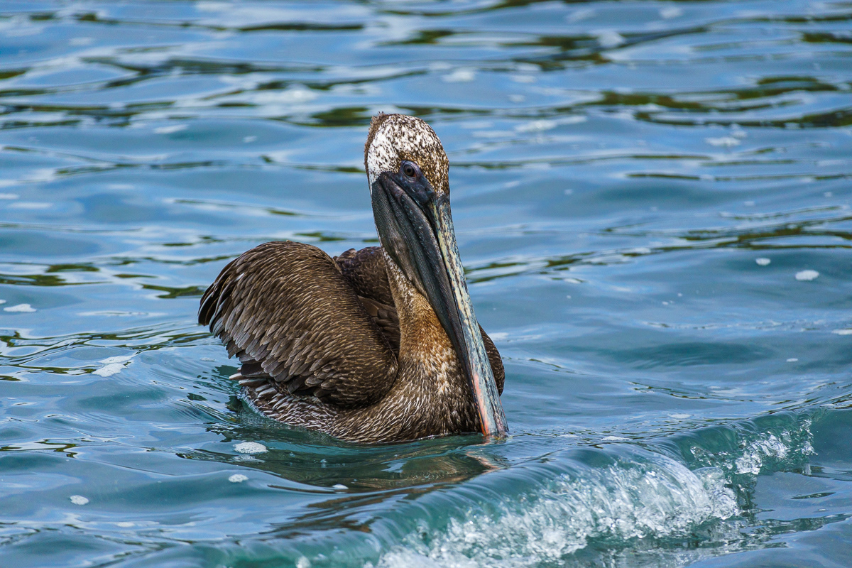 Pelican