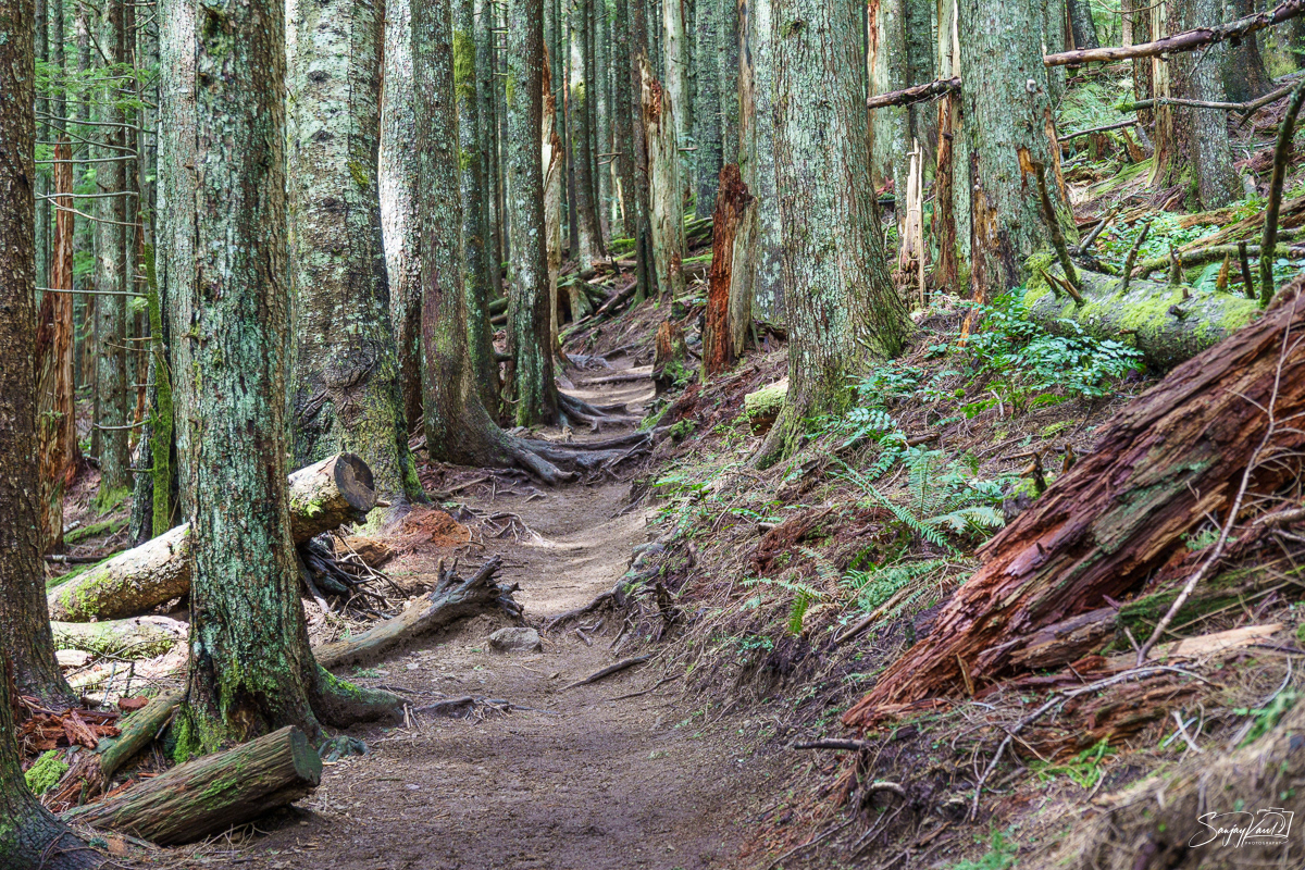 Rattlesnake Mountain