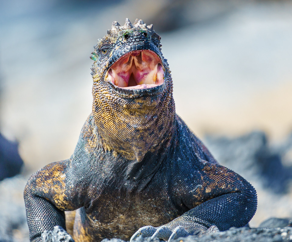 Yawning Marine Igauna