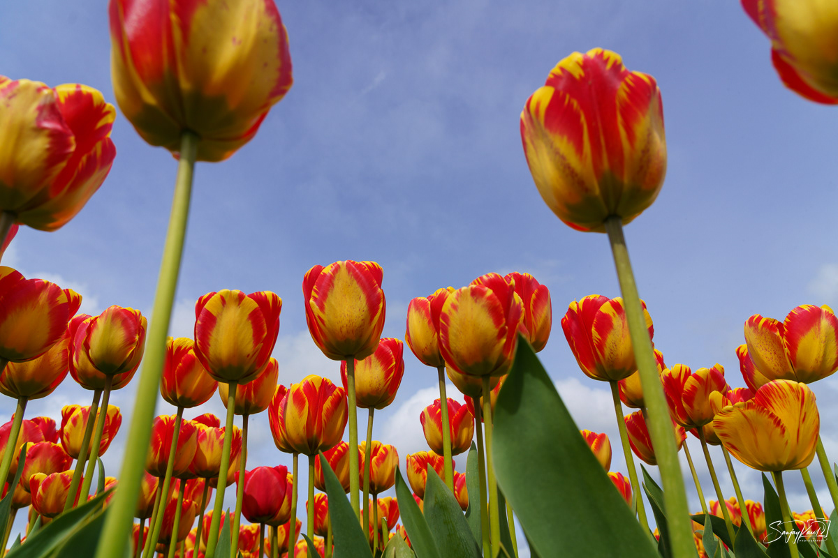 Skagit Valley Tulips